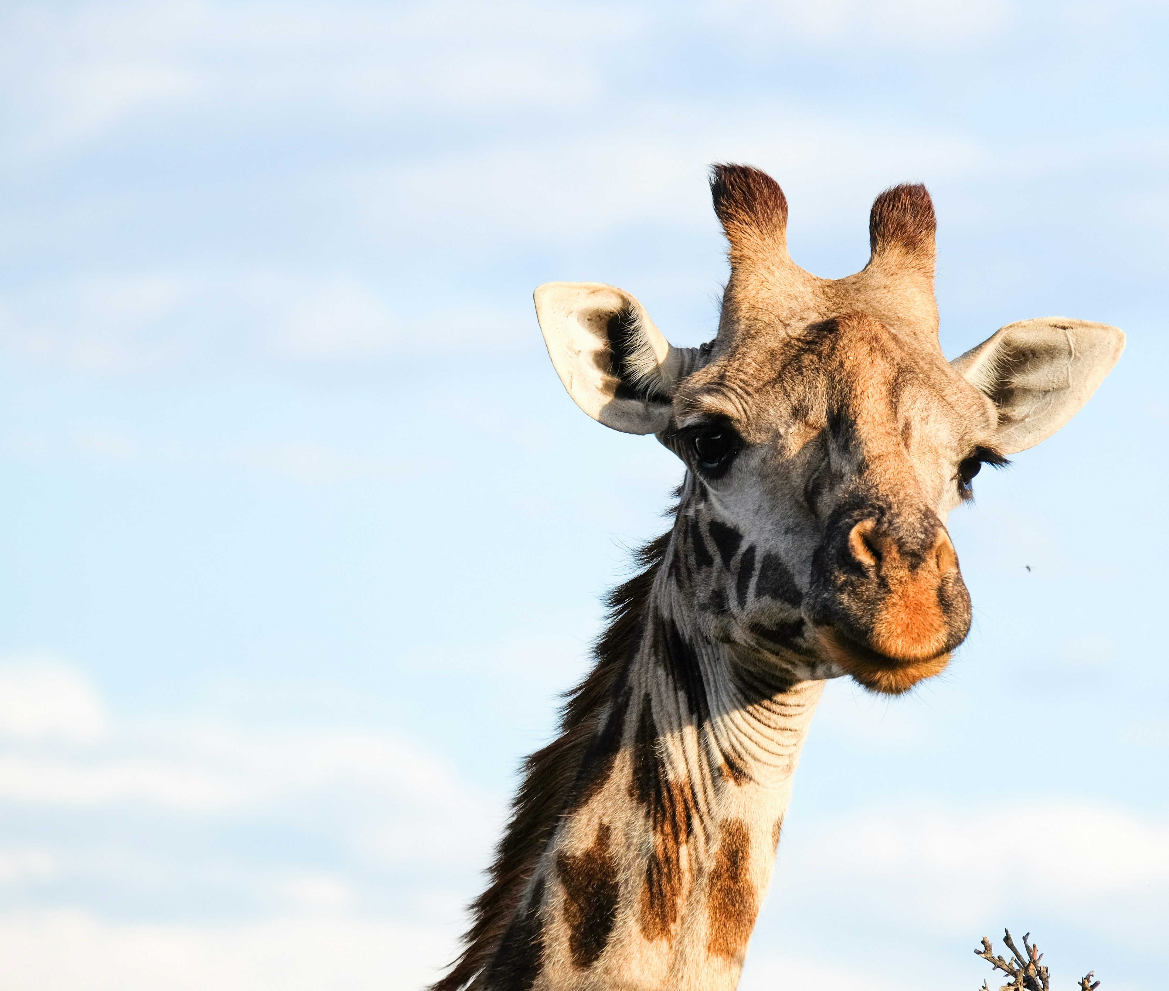 A giraffe's head against a blue sky