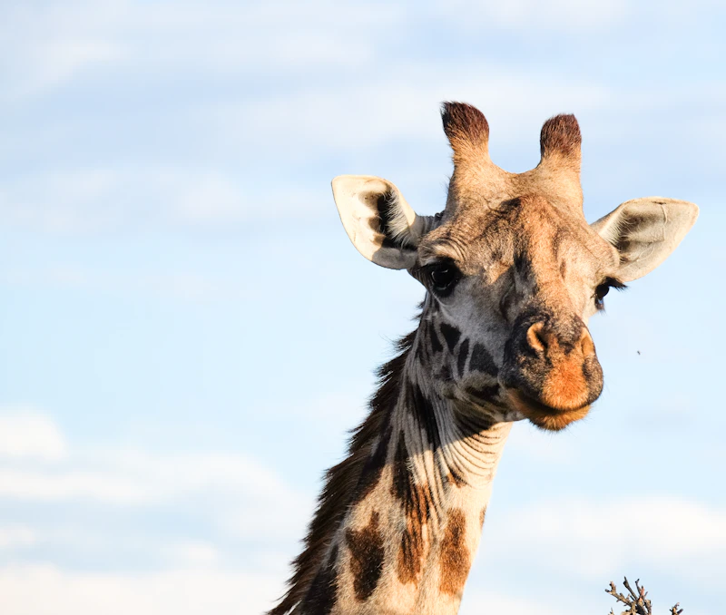 Giraffe in the Kenyan savanna