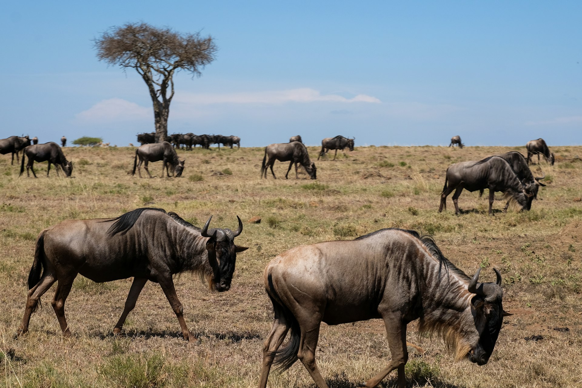 Kenya Escapes Safari
