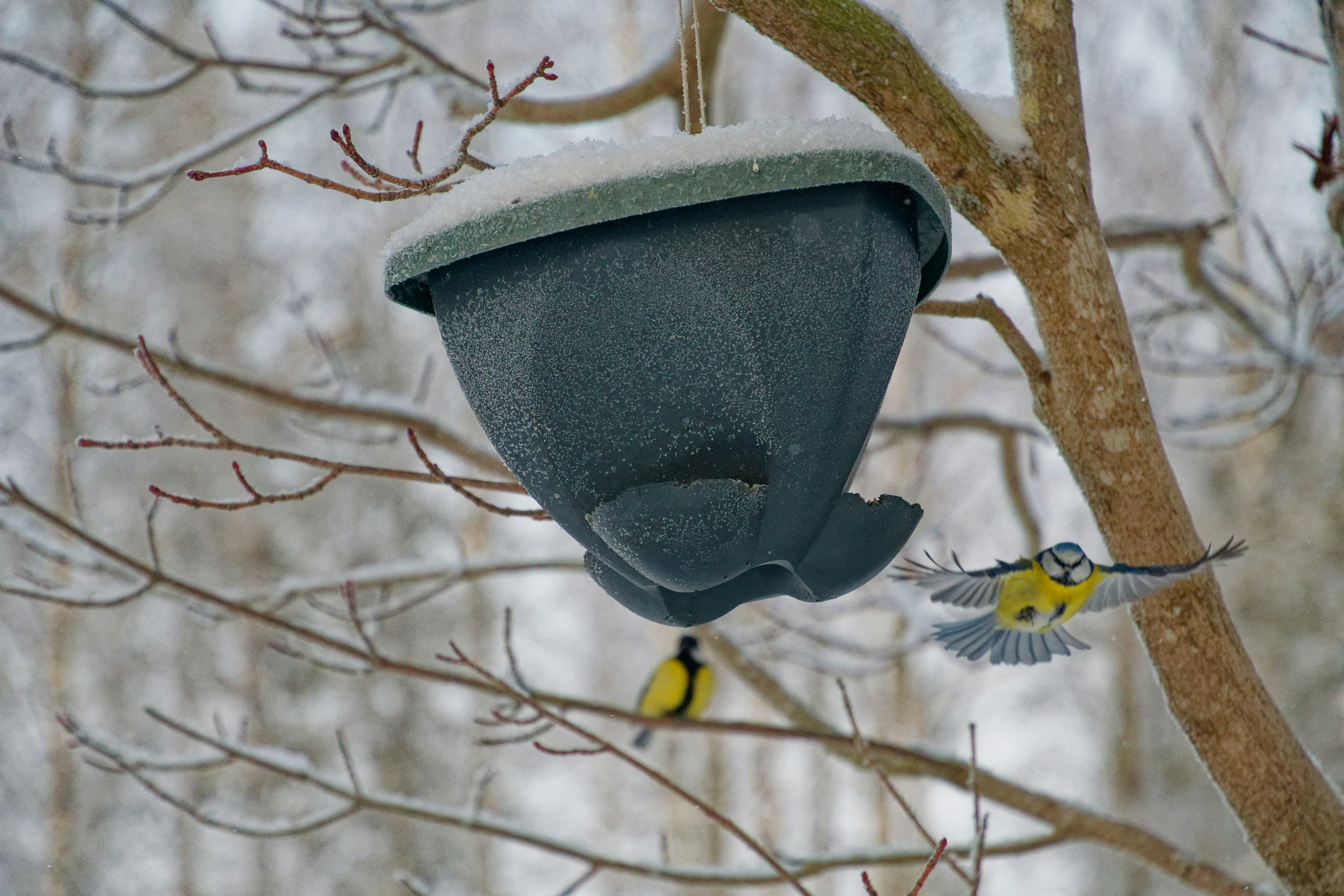 Two birds near a bird feeder in the snow.