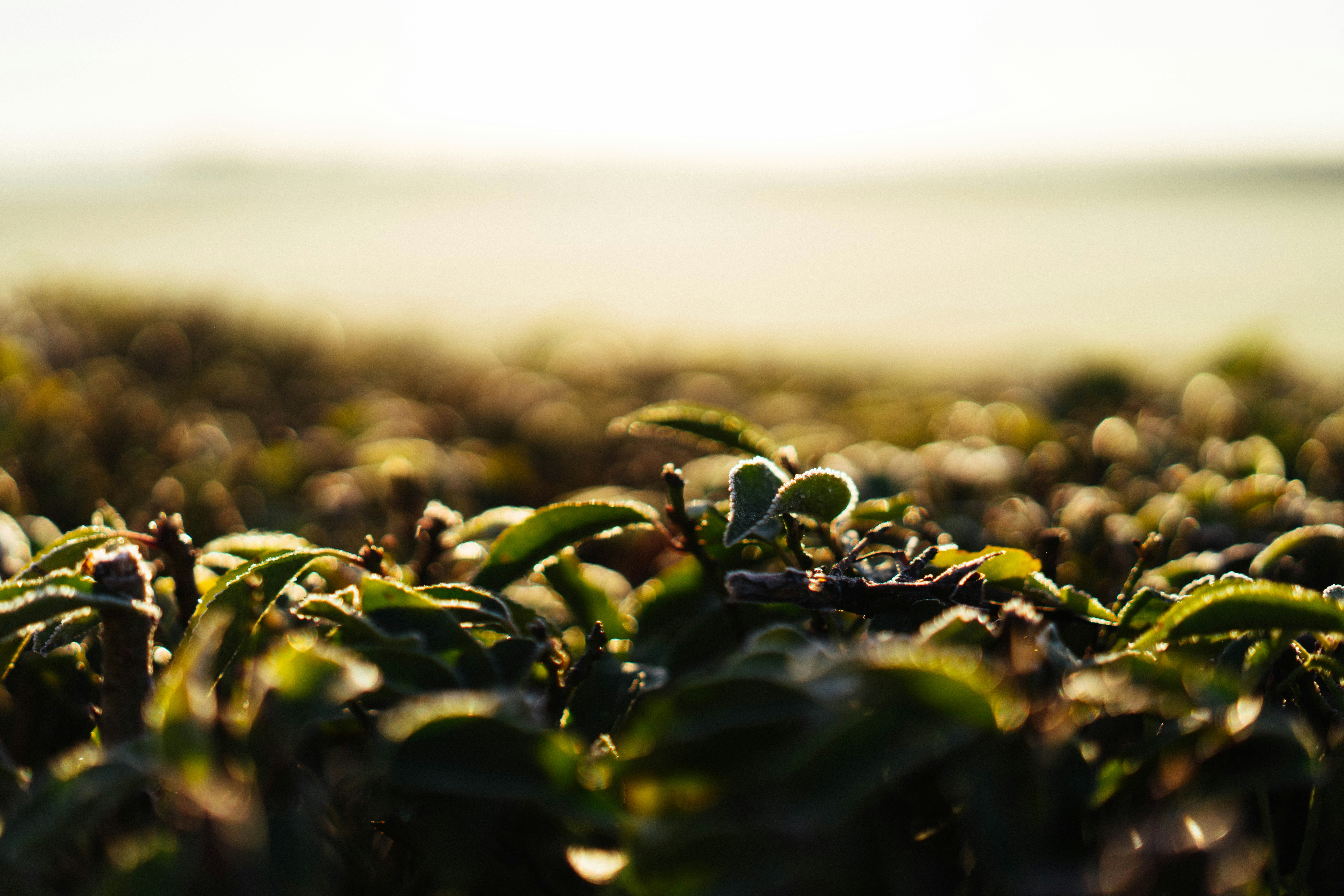 Green leaves with soft morning light
