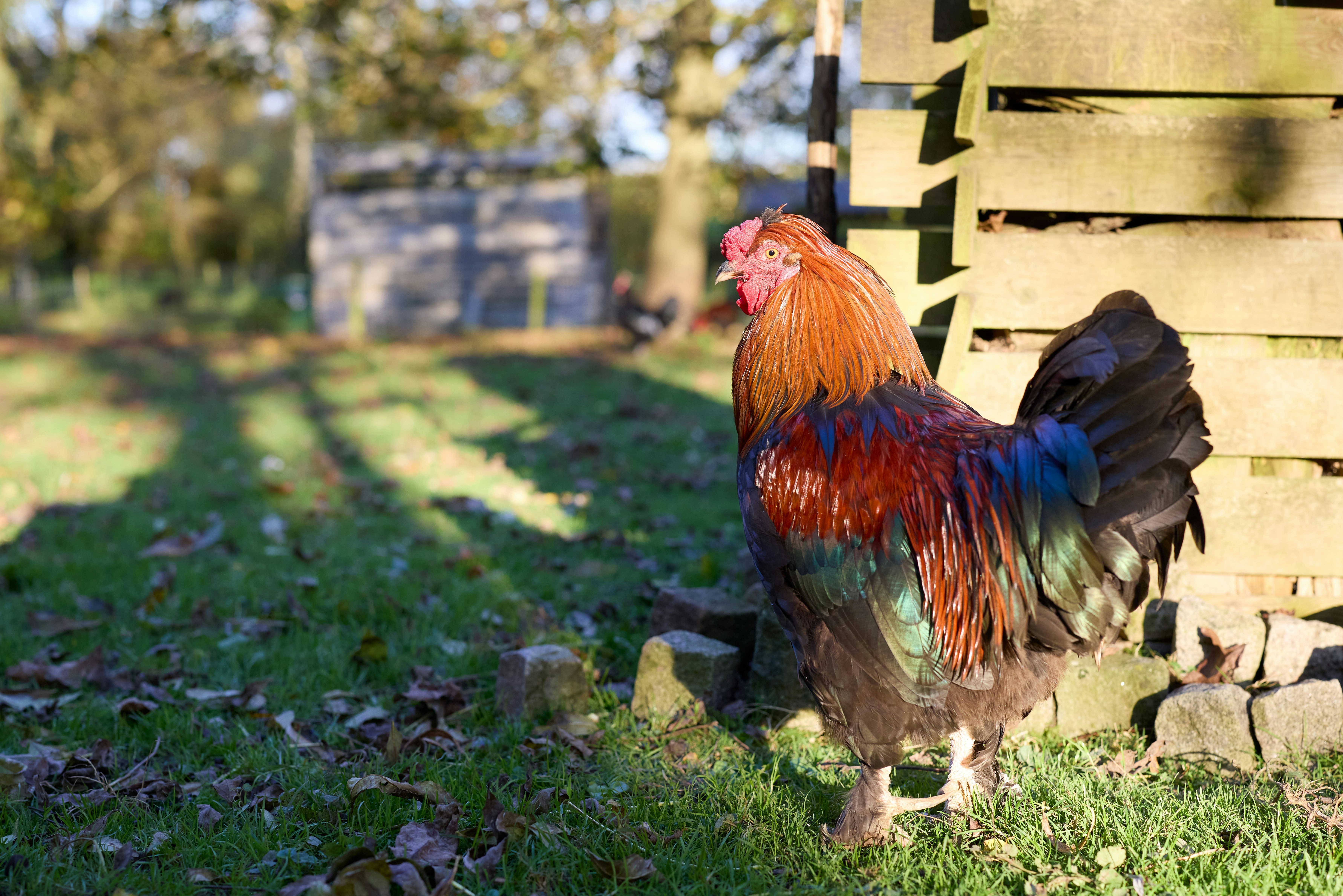 A colorful rooster stands in a grassy yard.