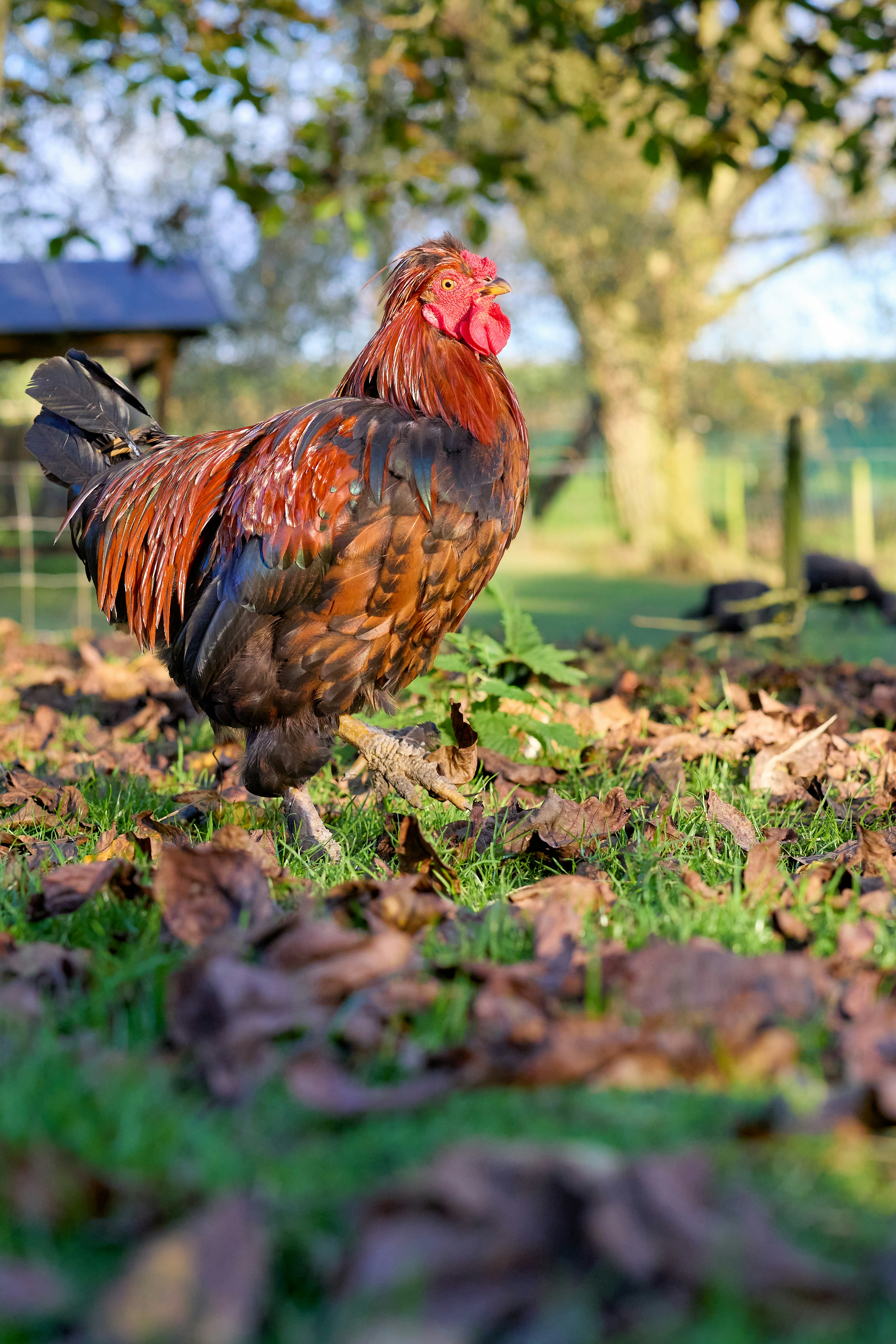 A colorful rooster stands in fallen autumn leaves.