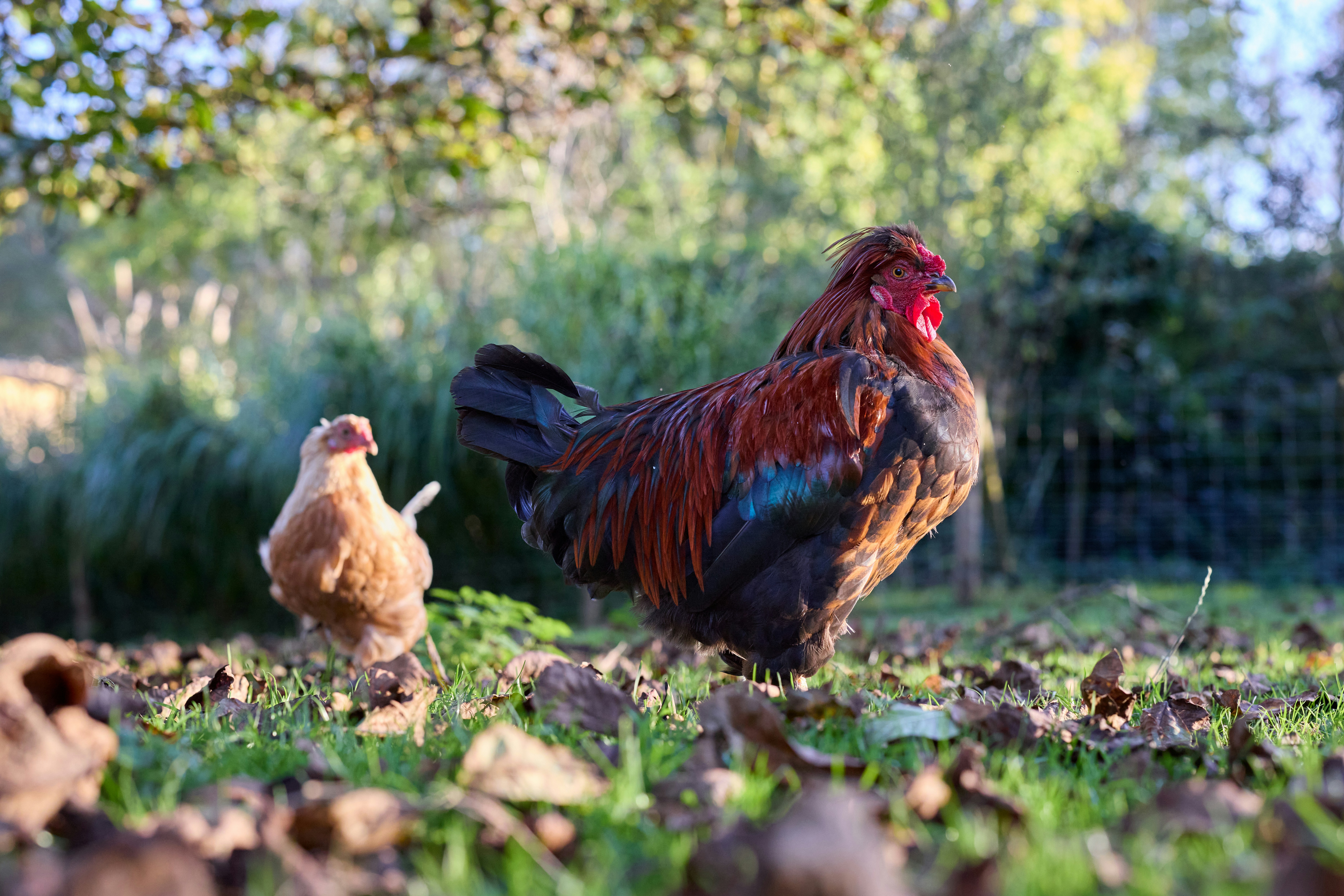 Photo by erwinbosman