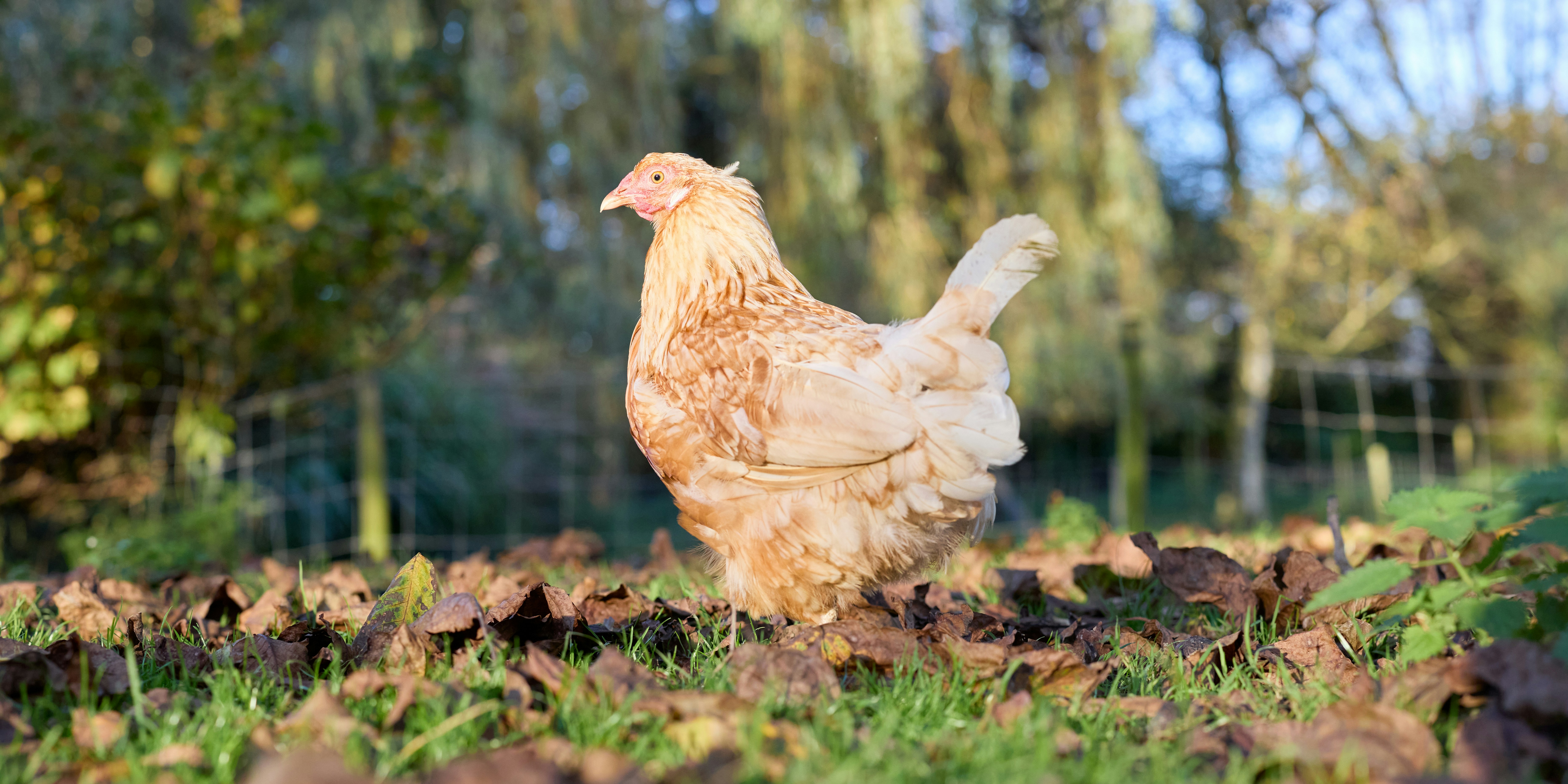 Photo by erwinbosman