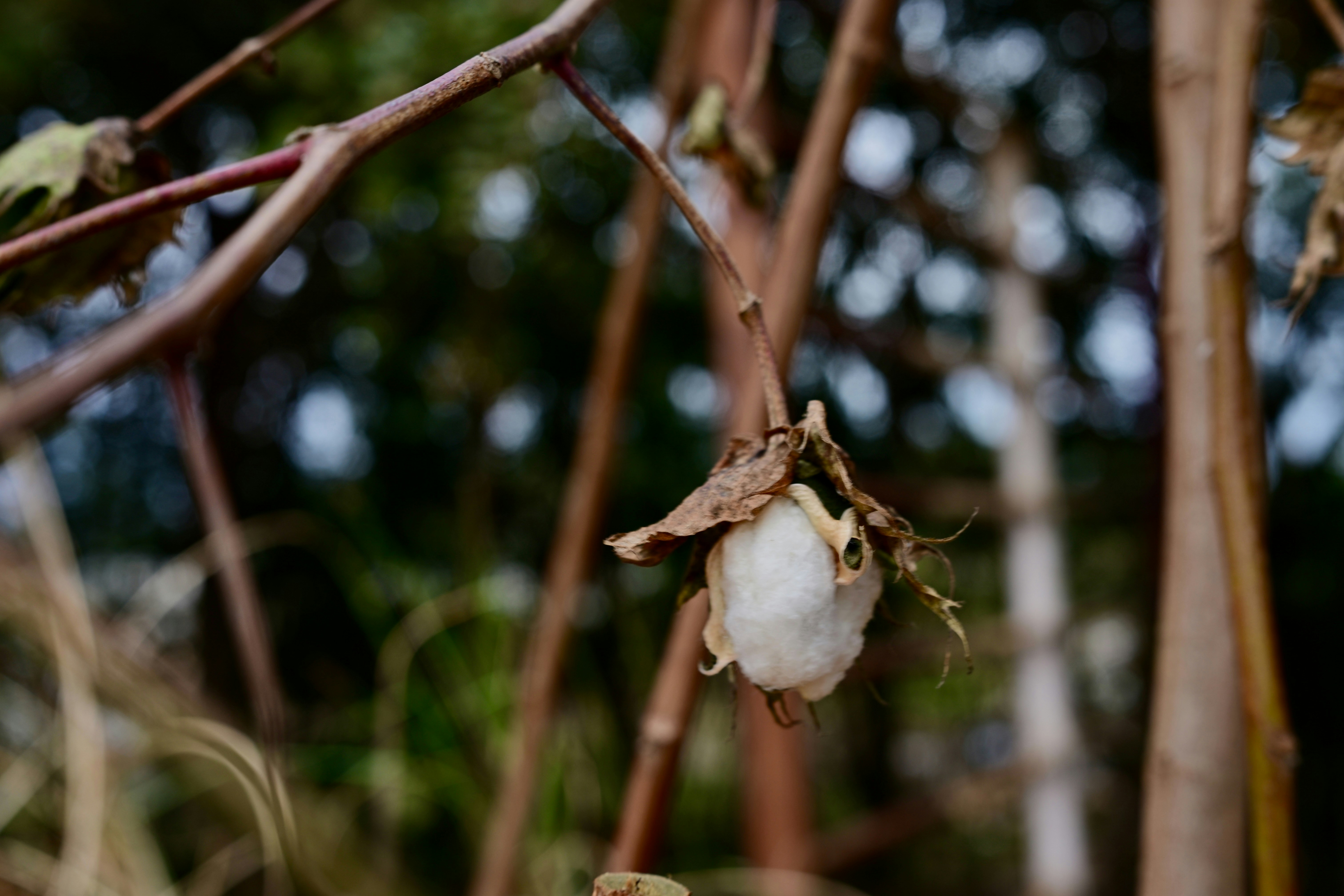 Organic cotton plantation