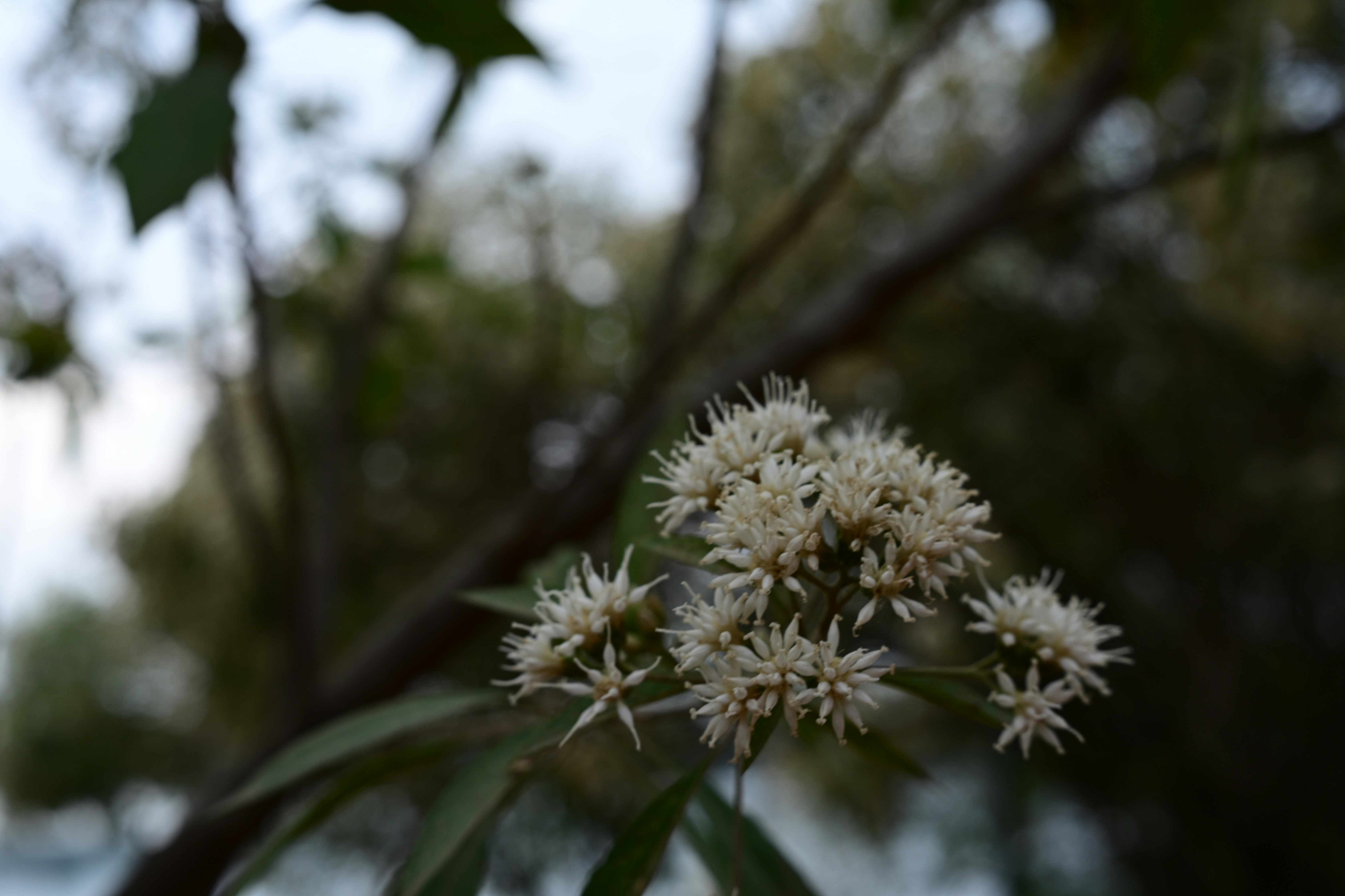 Small white flowers bloom on a tree branch.