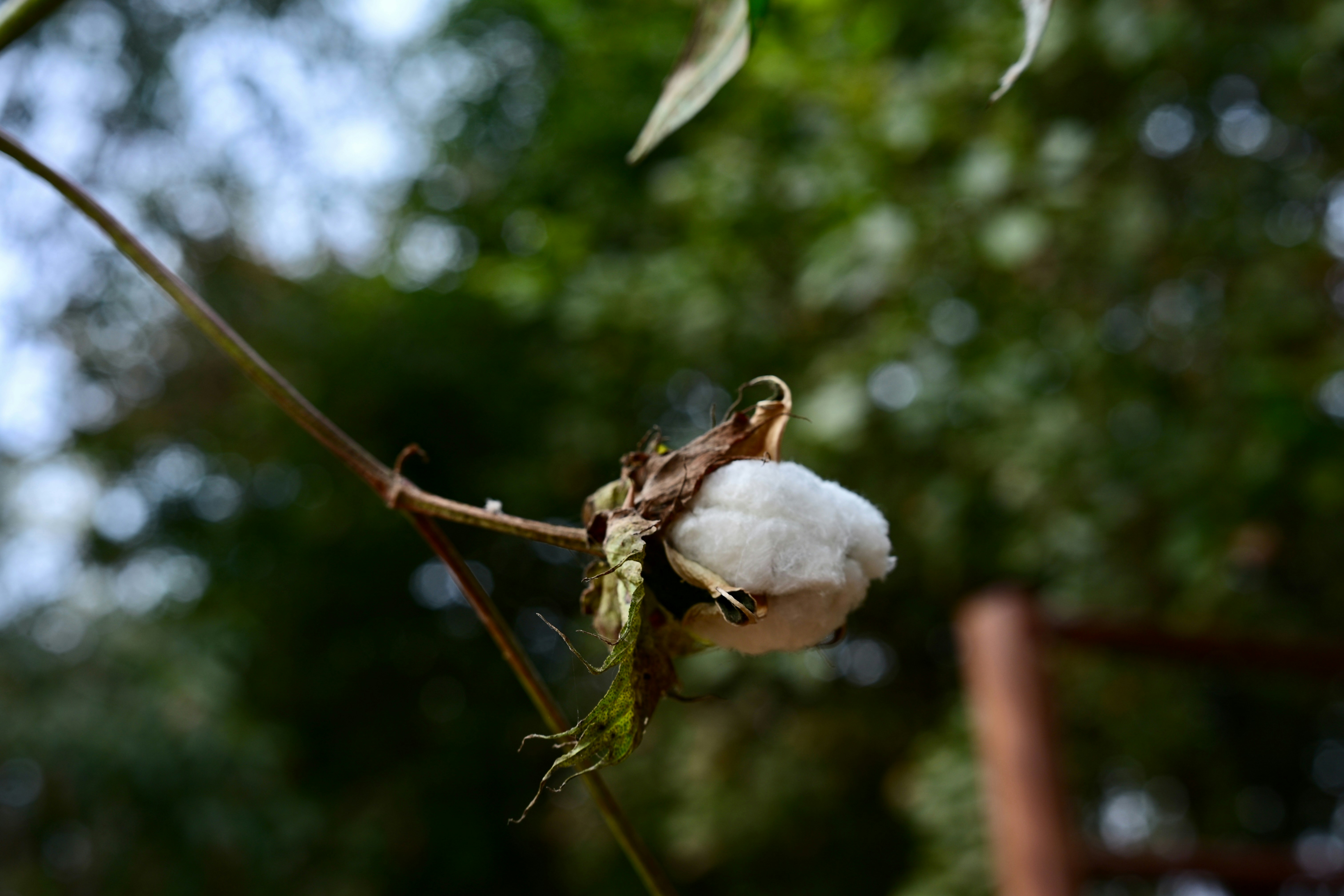 A close-up of a cotton boll on a branch.