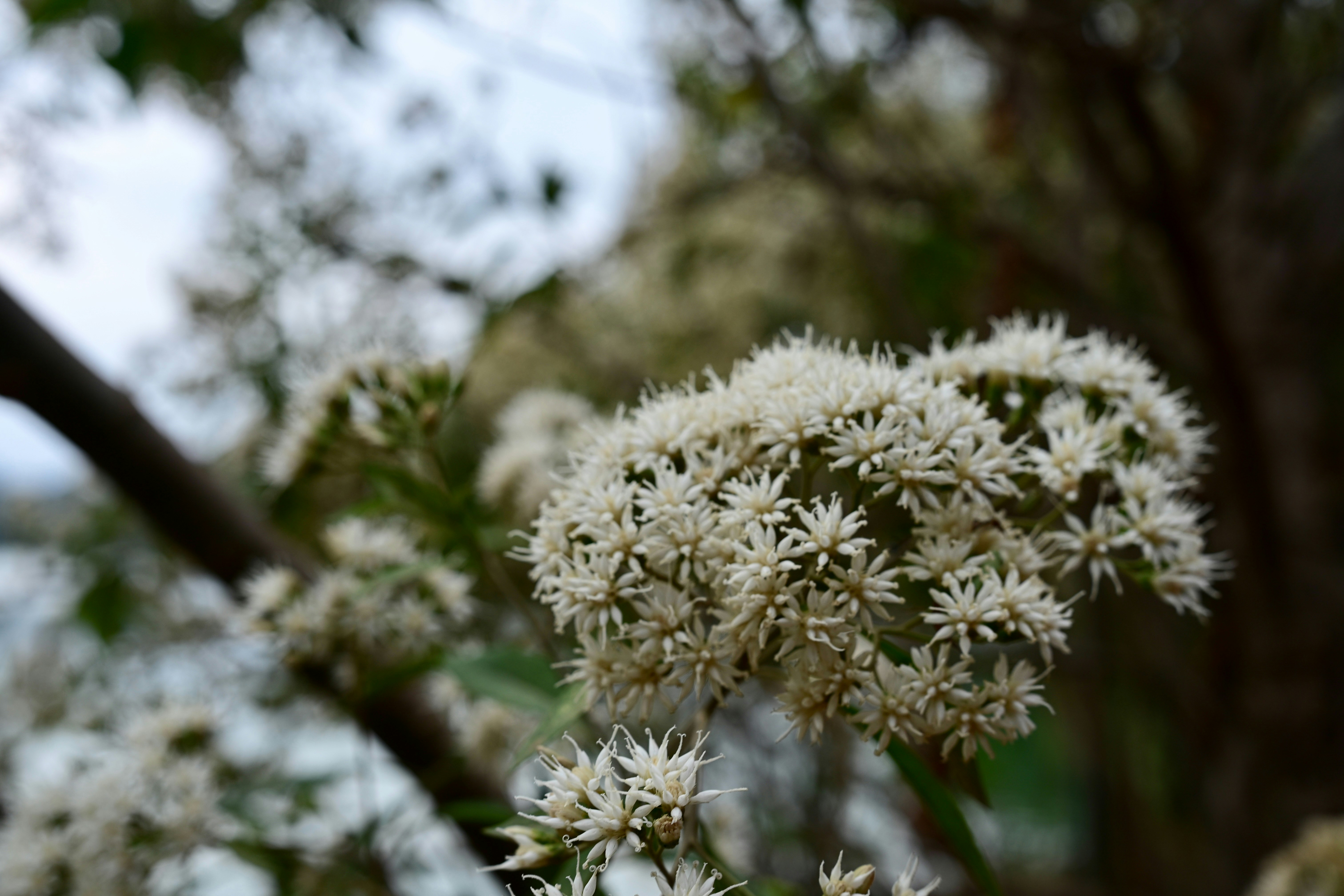 Clusters of small white flowers on a tree branch