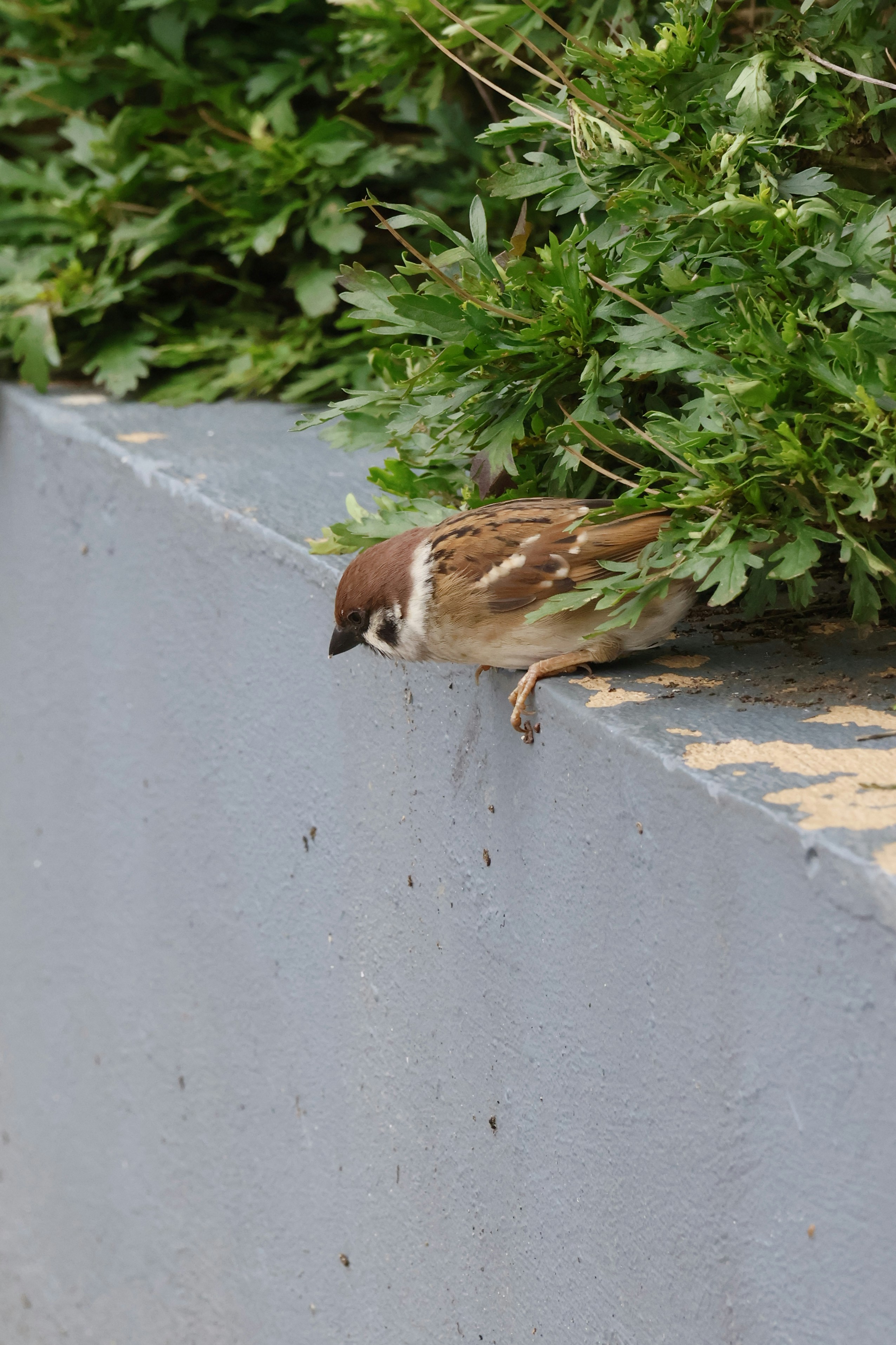 A sparrow perches on a concrete ledge near greenery.