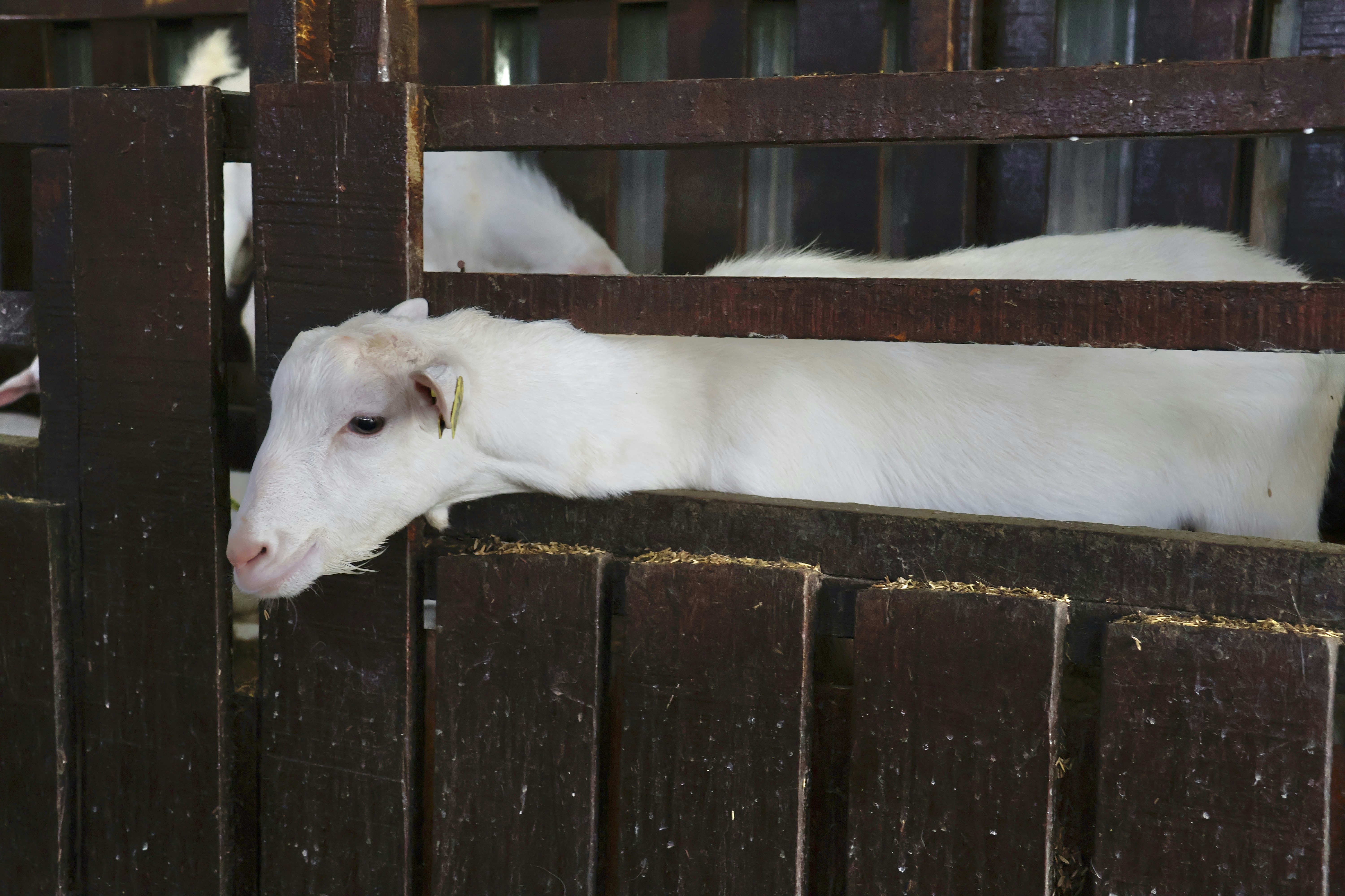 Trán cao nhưng hẹp