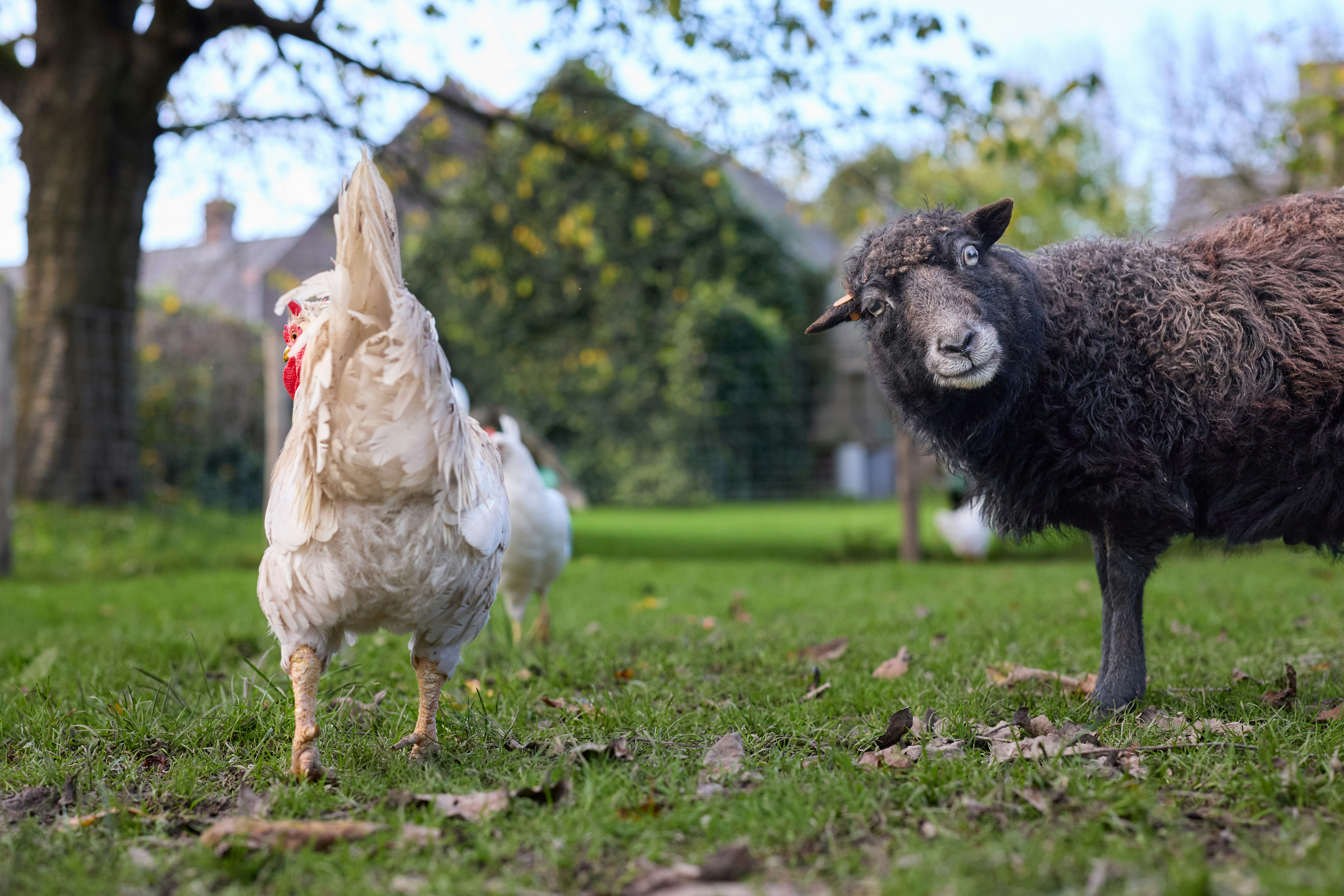 A chicken and a sheep standing in a grassy field.