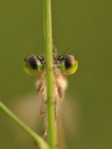 Close-up of a damselfly's large, iridescent eyes
