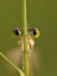 Close-up of a damselfly's large, iridescent eyes