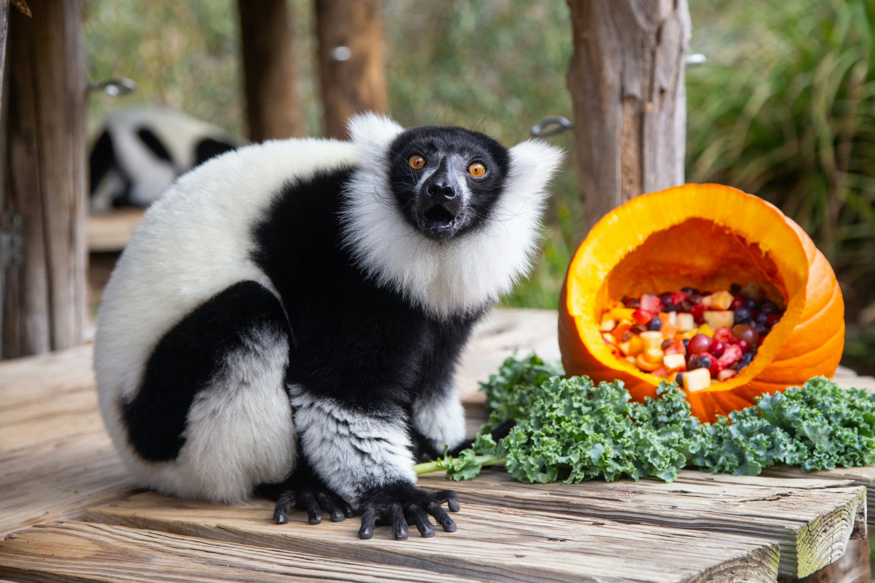 Lemur ruffed hitam dan putih dengan buah dalam labu.