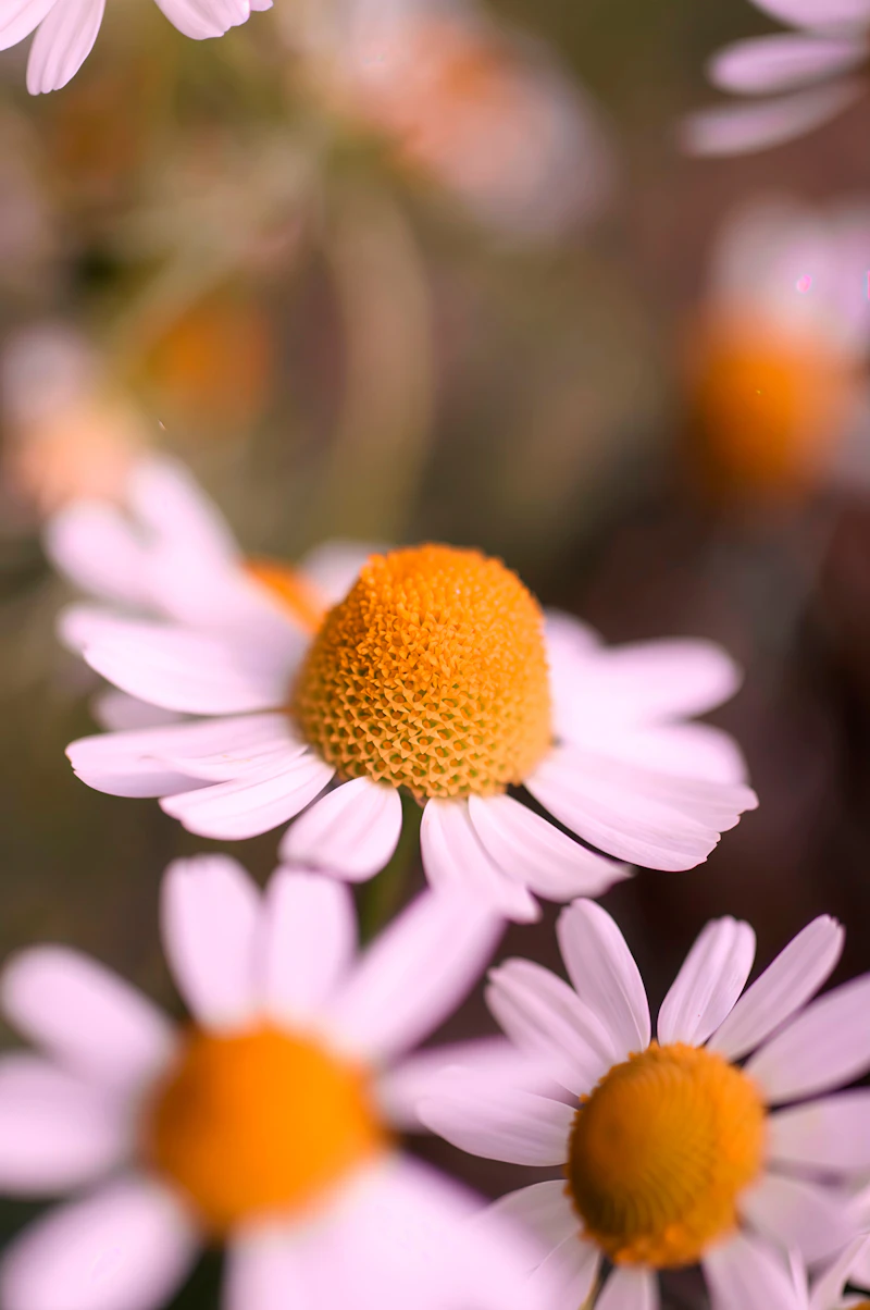 Chamomile (Matricaria chamomilla)