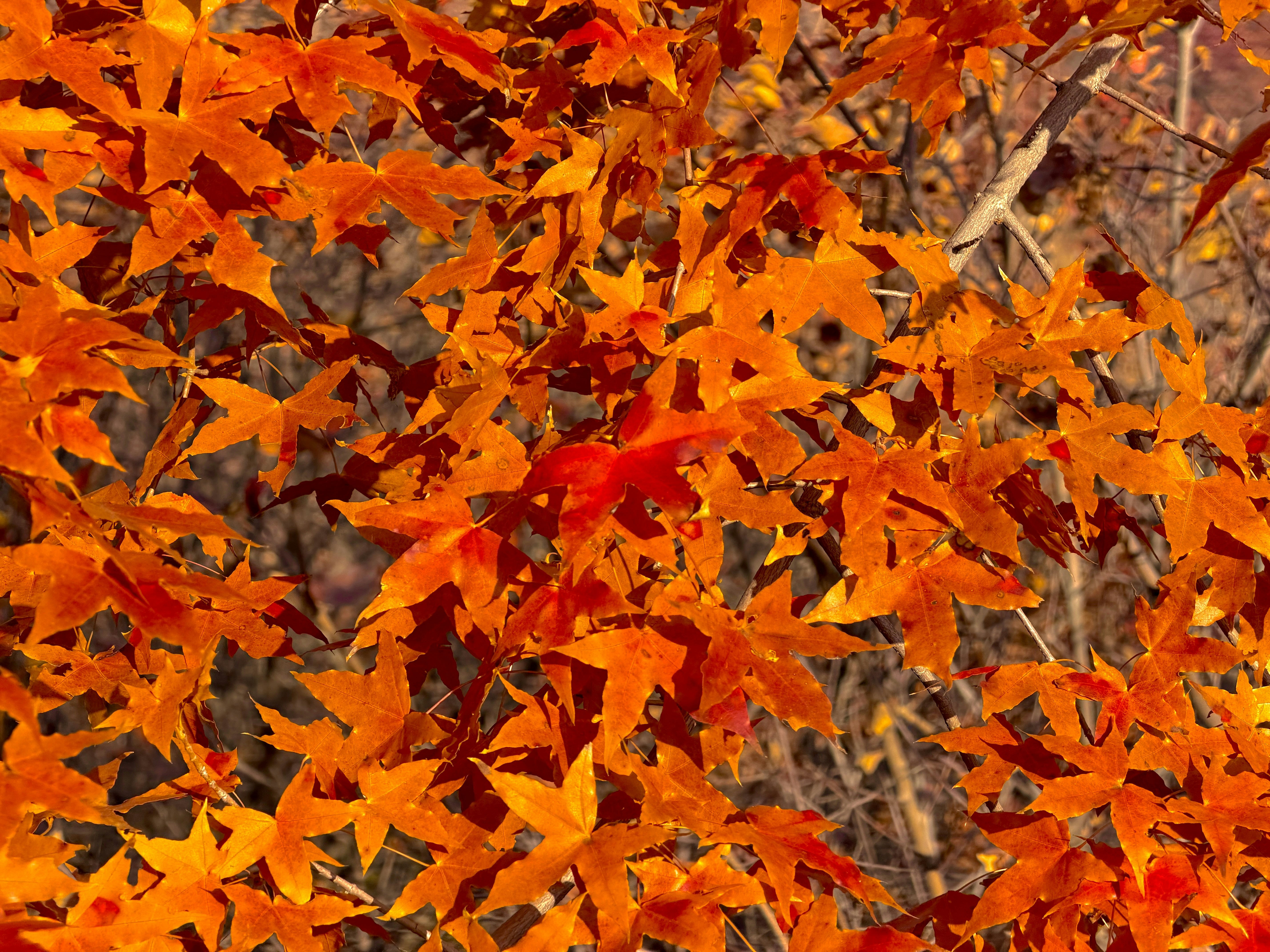 Photo by space_launch_system