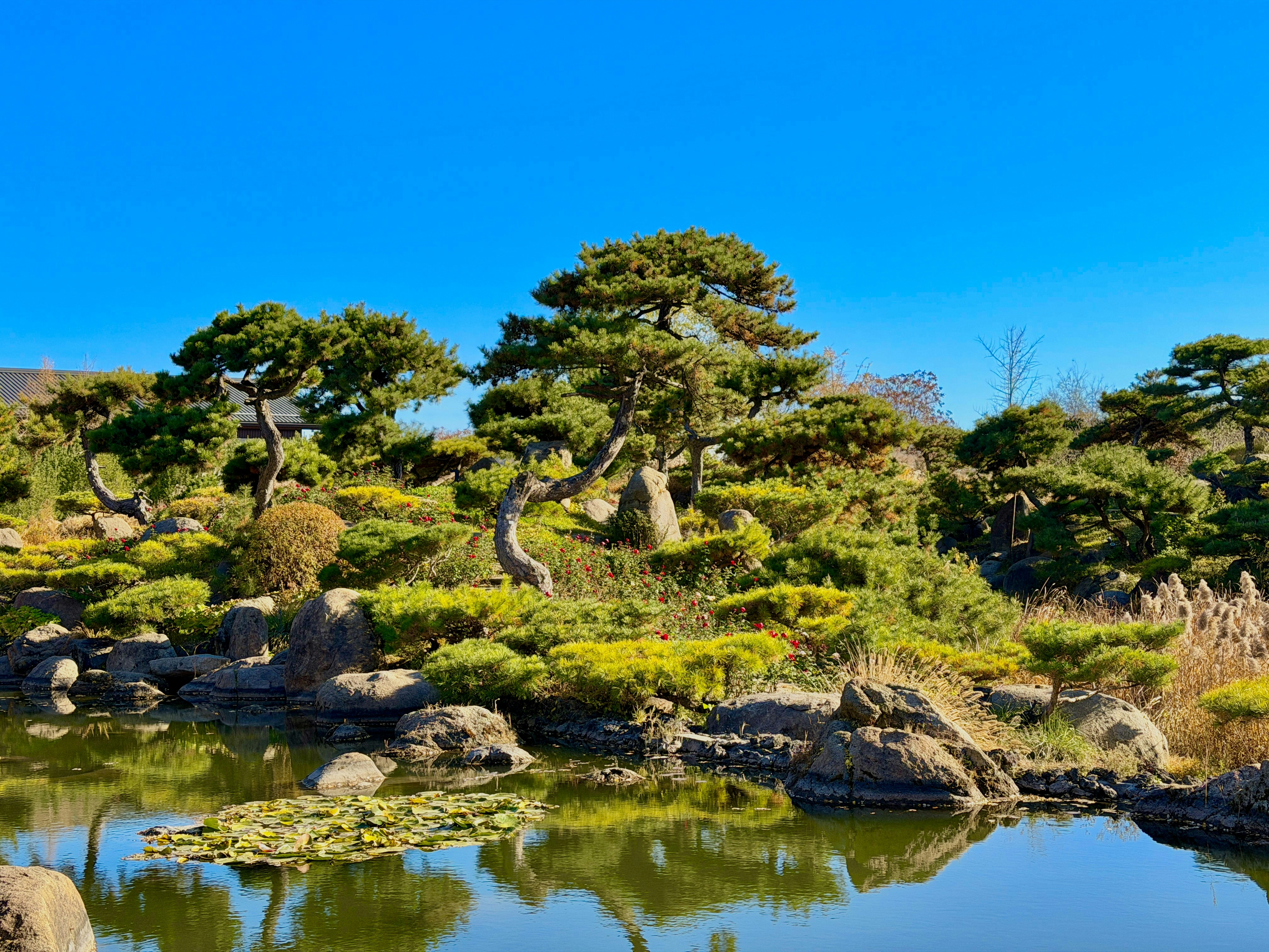 Pond reflects manicured trees and rocks under blue sky