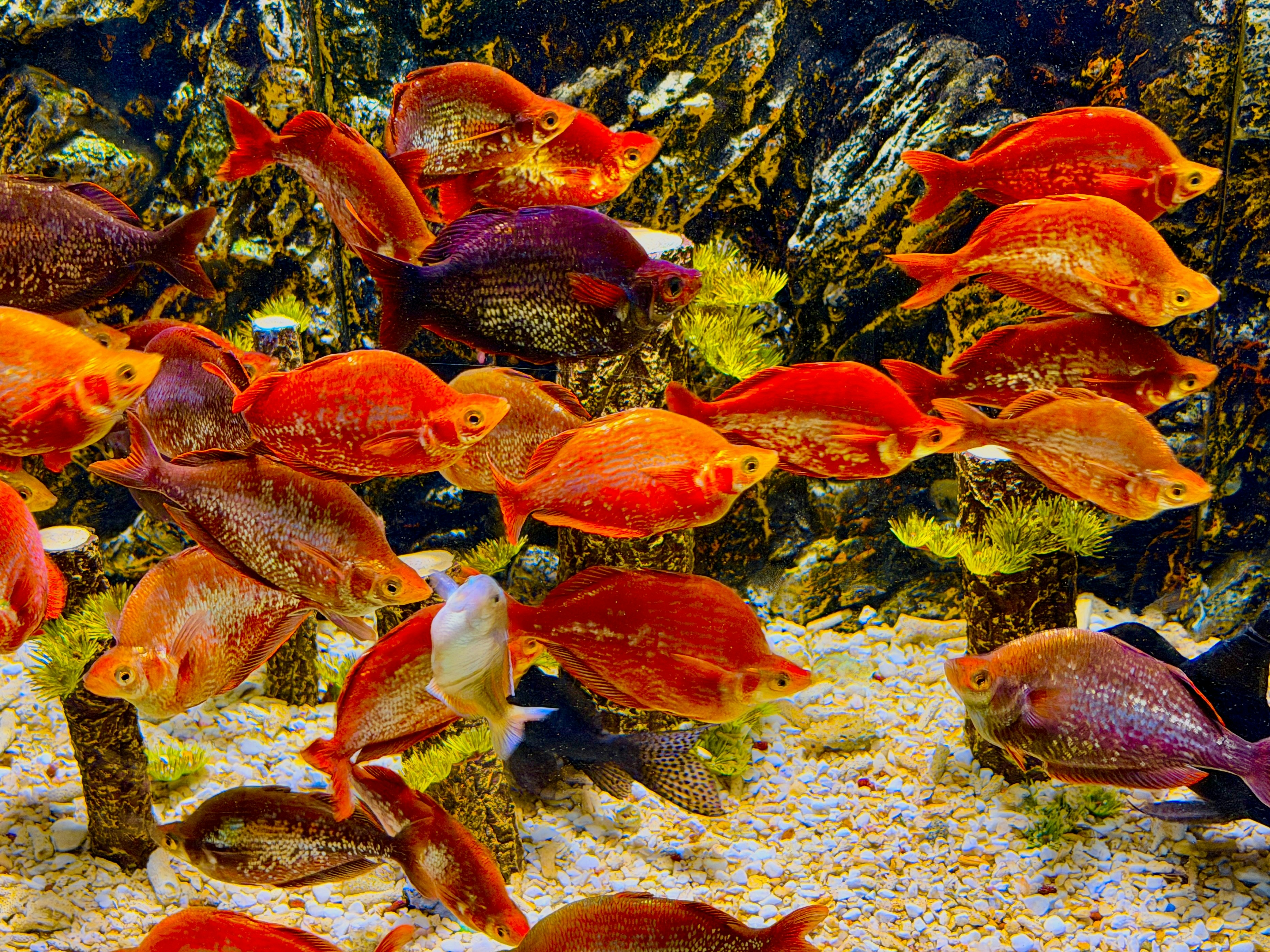 鮮やかな赤とオレンジの魚の群れが泳いでいる。