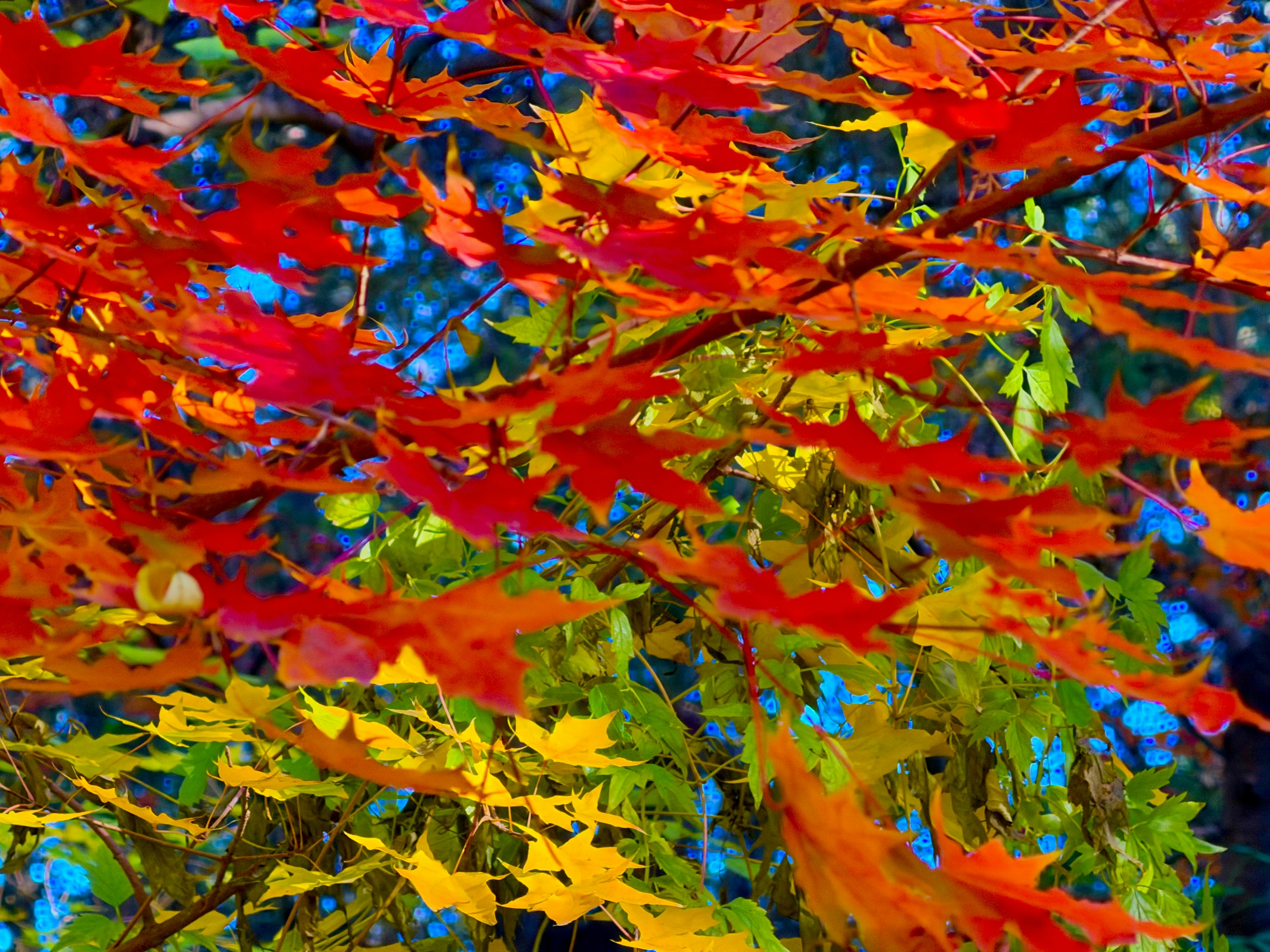 Vibrant autumn leaves in red, yellow, and green.