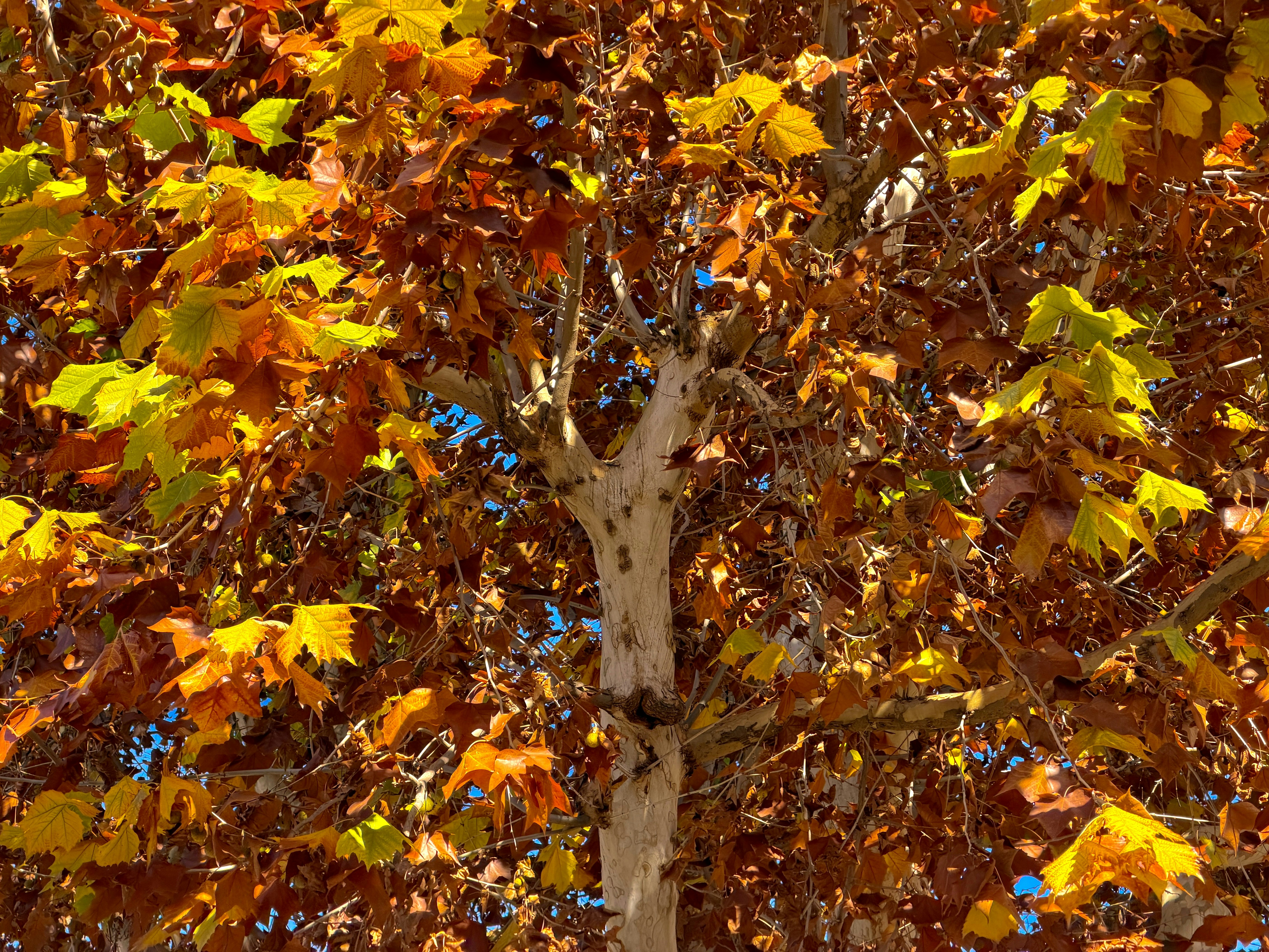 Herbstblätter in leuchtenden Gelb- und Orangetönen
