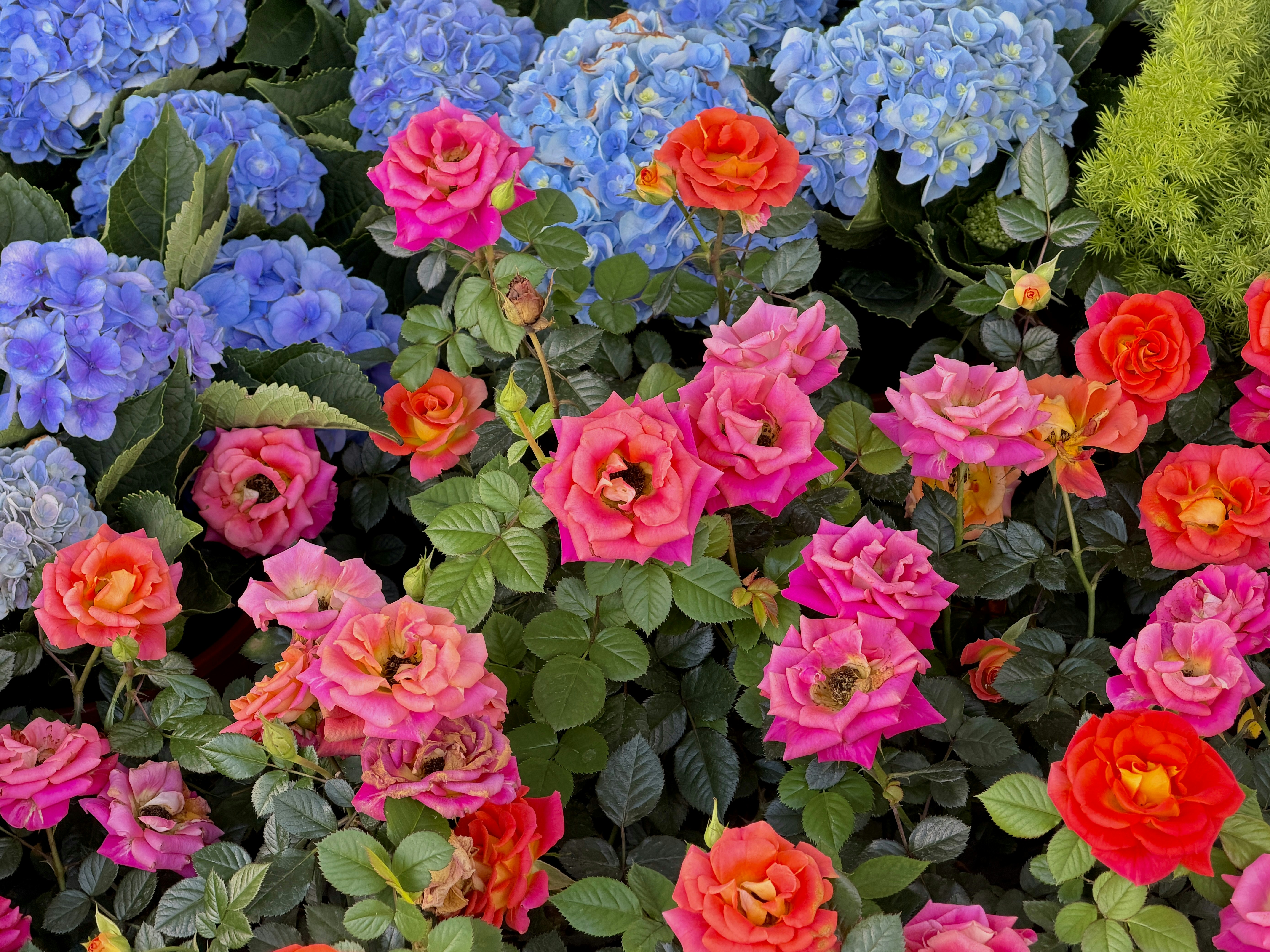Colorful garden bed featuring pink, red, and orange roses intertwined with blue hydrangeas in bright daylight.