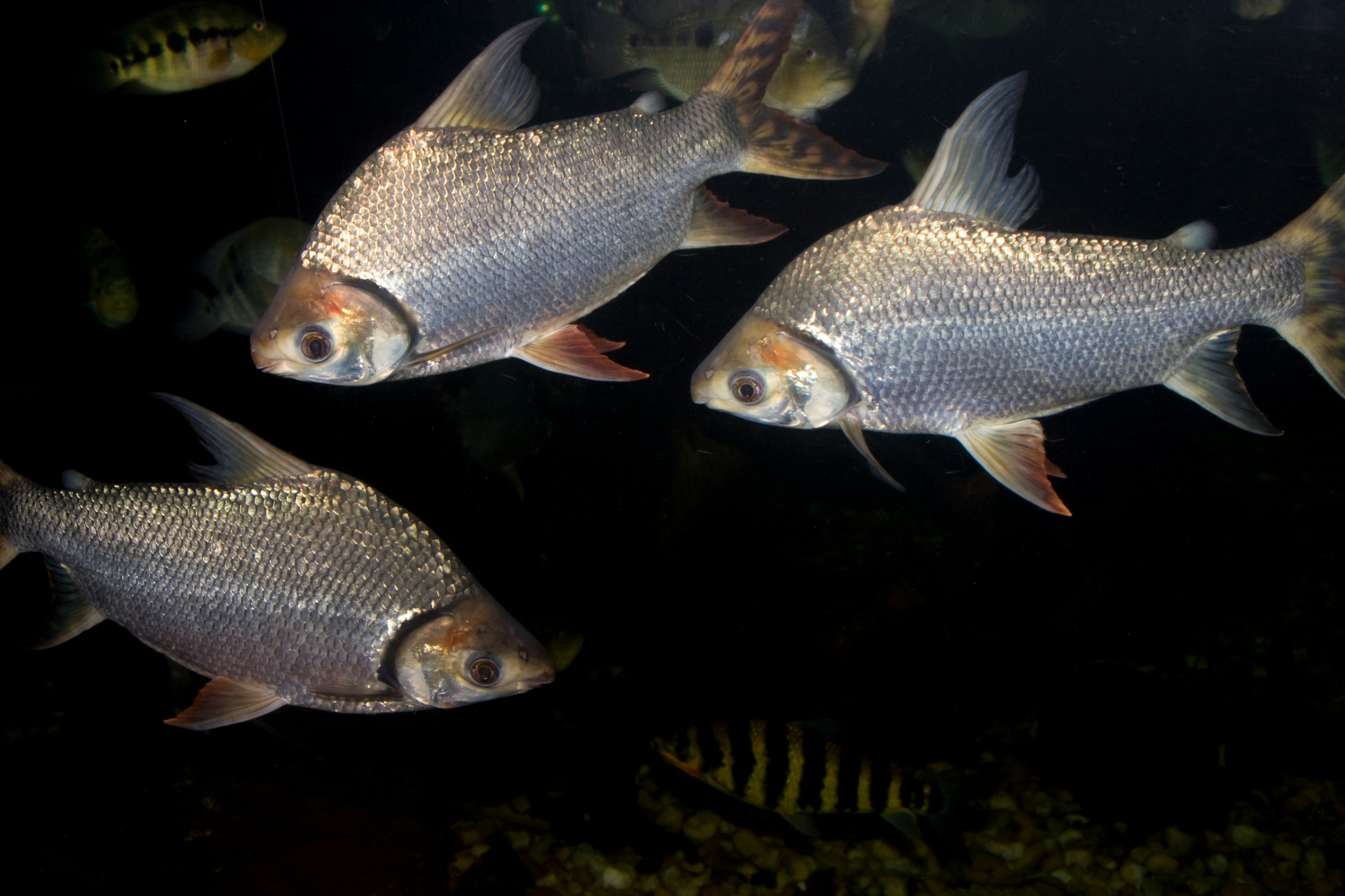 Tiga ikan perak berenang di air gelap