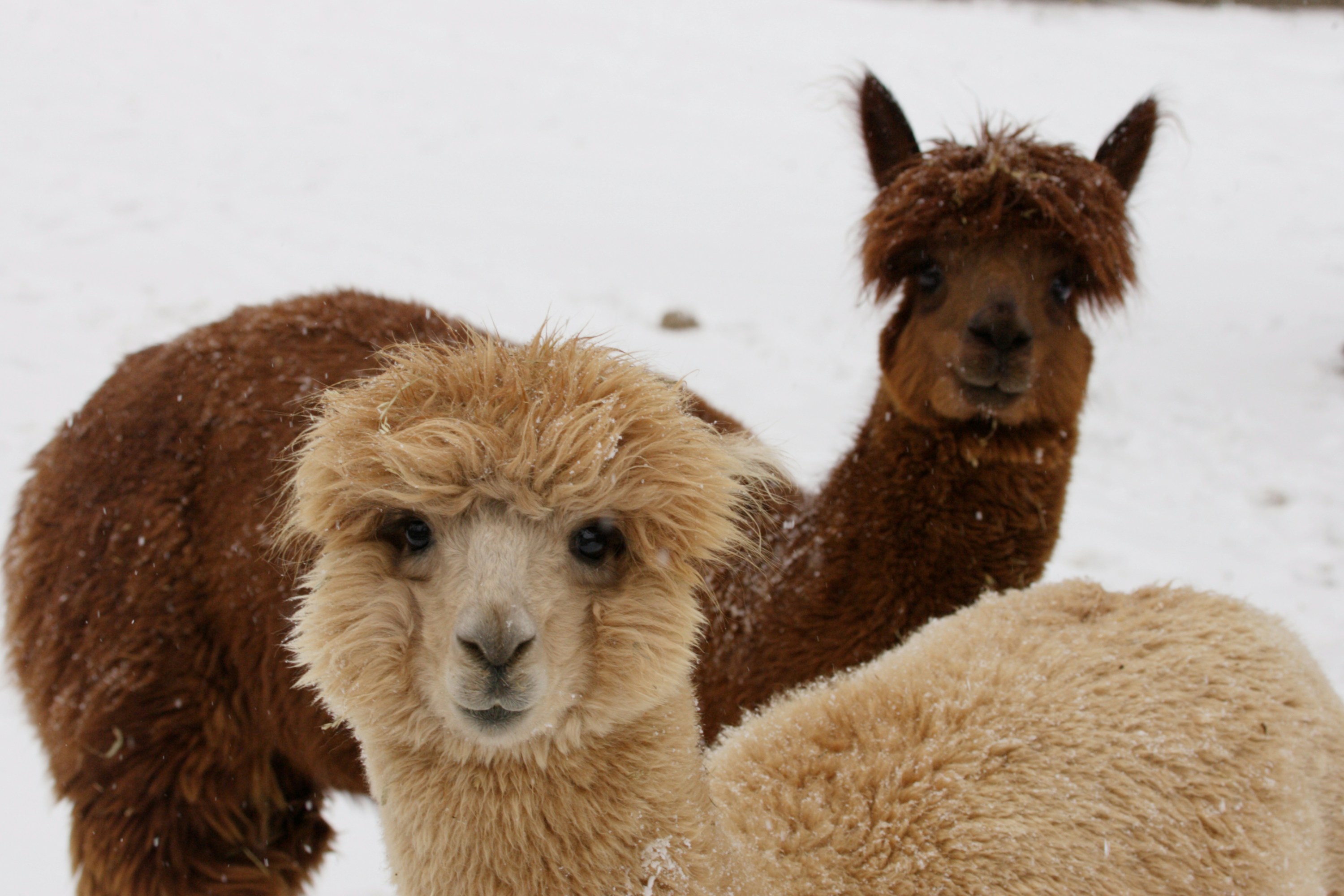 Lama Species: pacos, Genus: Lama, Family: Camelidae, Order: Artiodactyla, Class: Mammalia, Phylum: Chordata, Kingdom: Animalia, Credit Line Mehgan Murphy, Smithsonian's National Zoo Record ID: nzp_NZP-20090127-1095MM