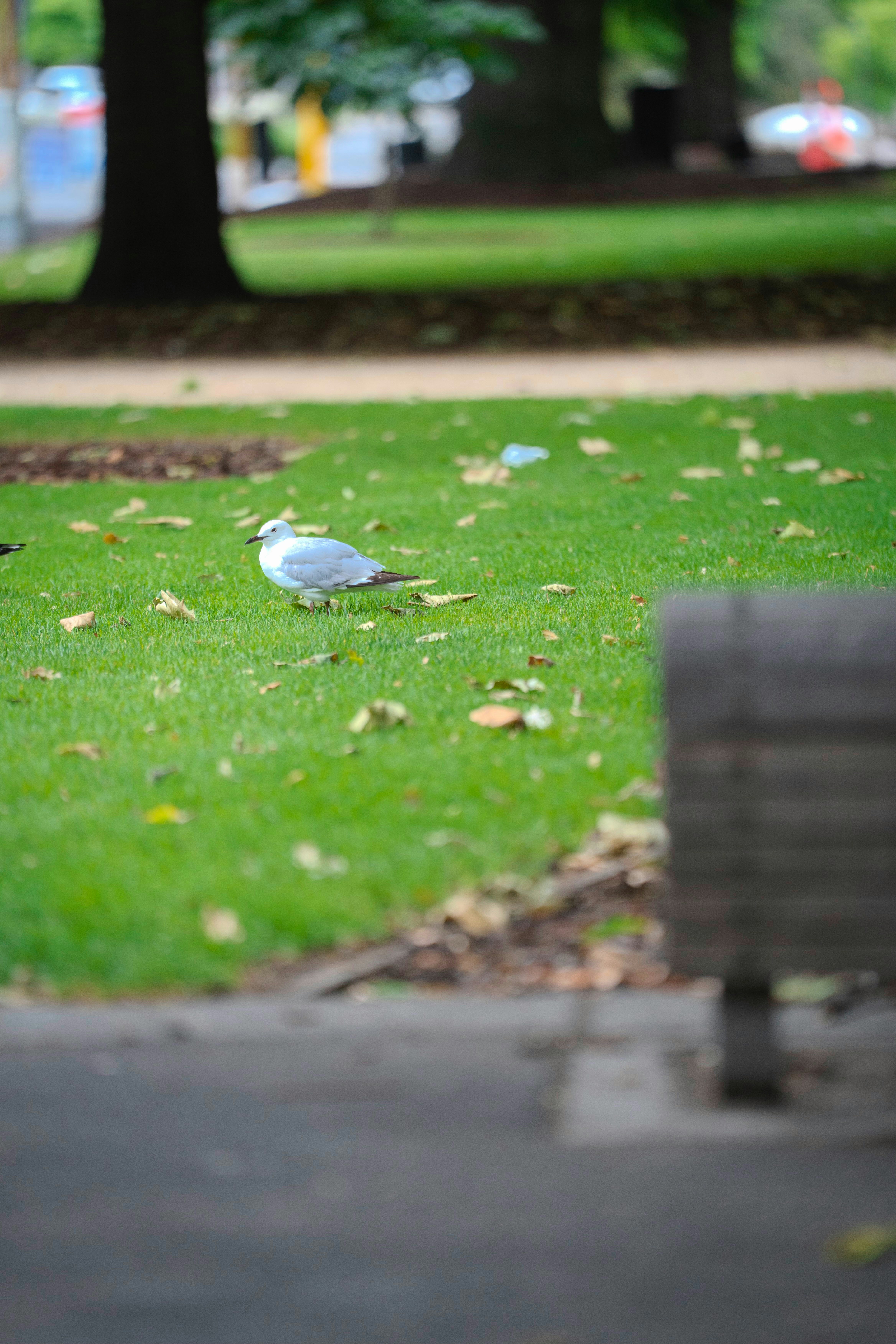 A seagull stands on a grassy park lawn.