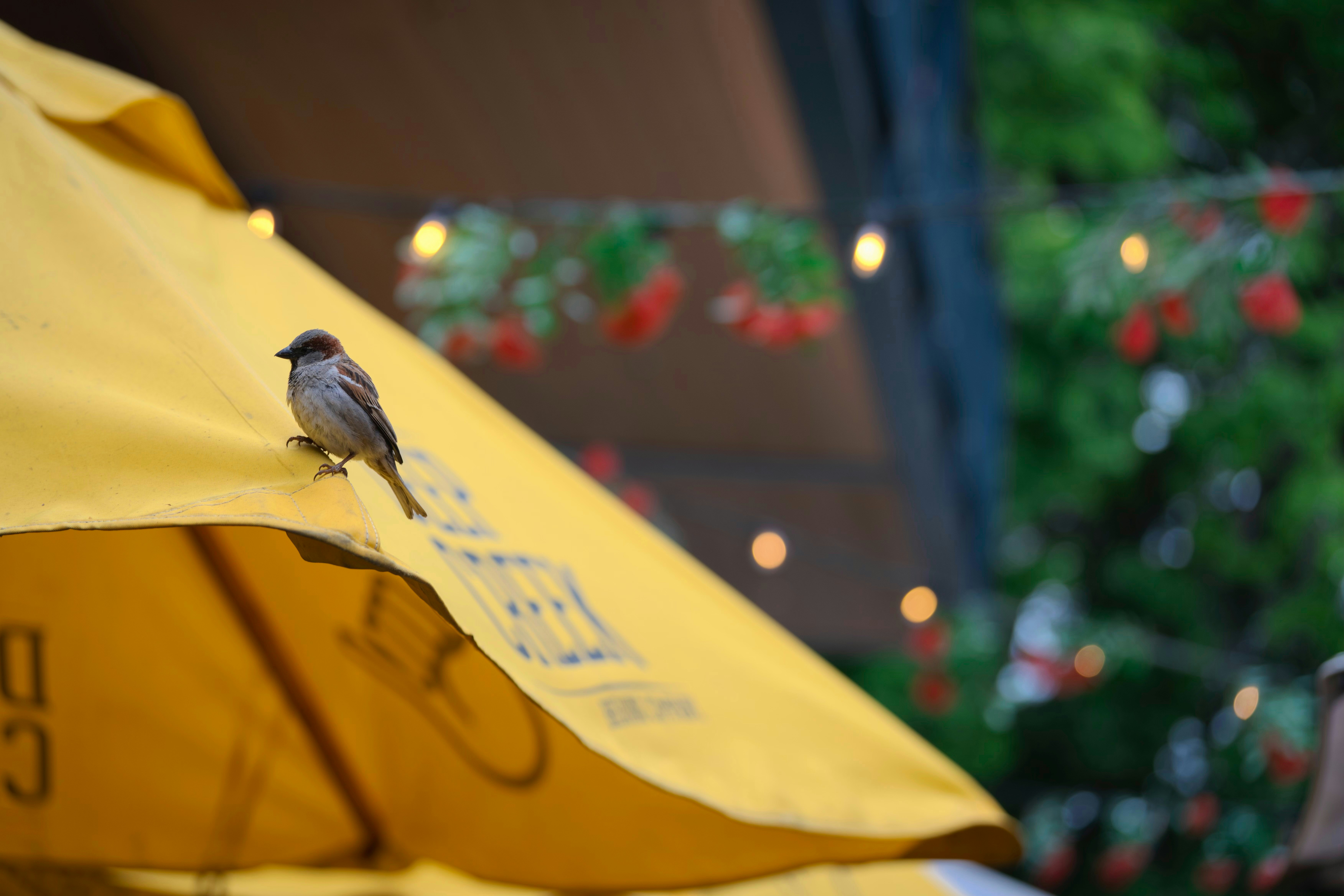 A small bird perched on a yellow umbrella.