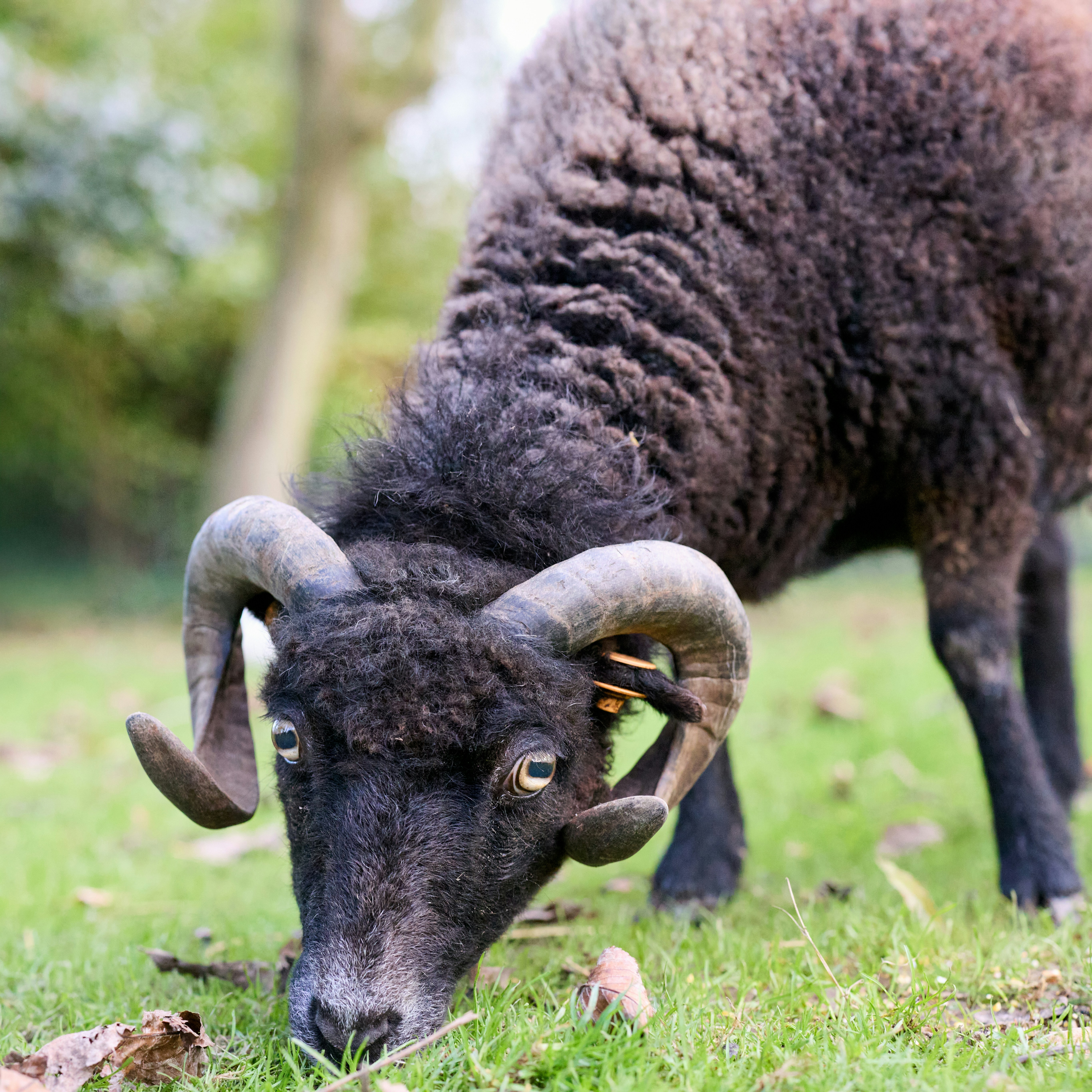 Photo by erwinbosman