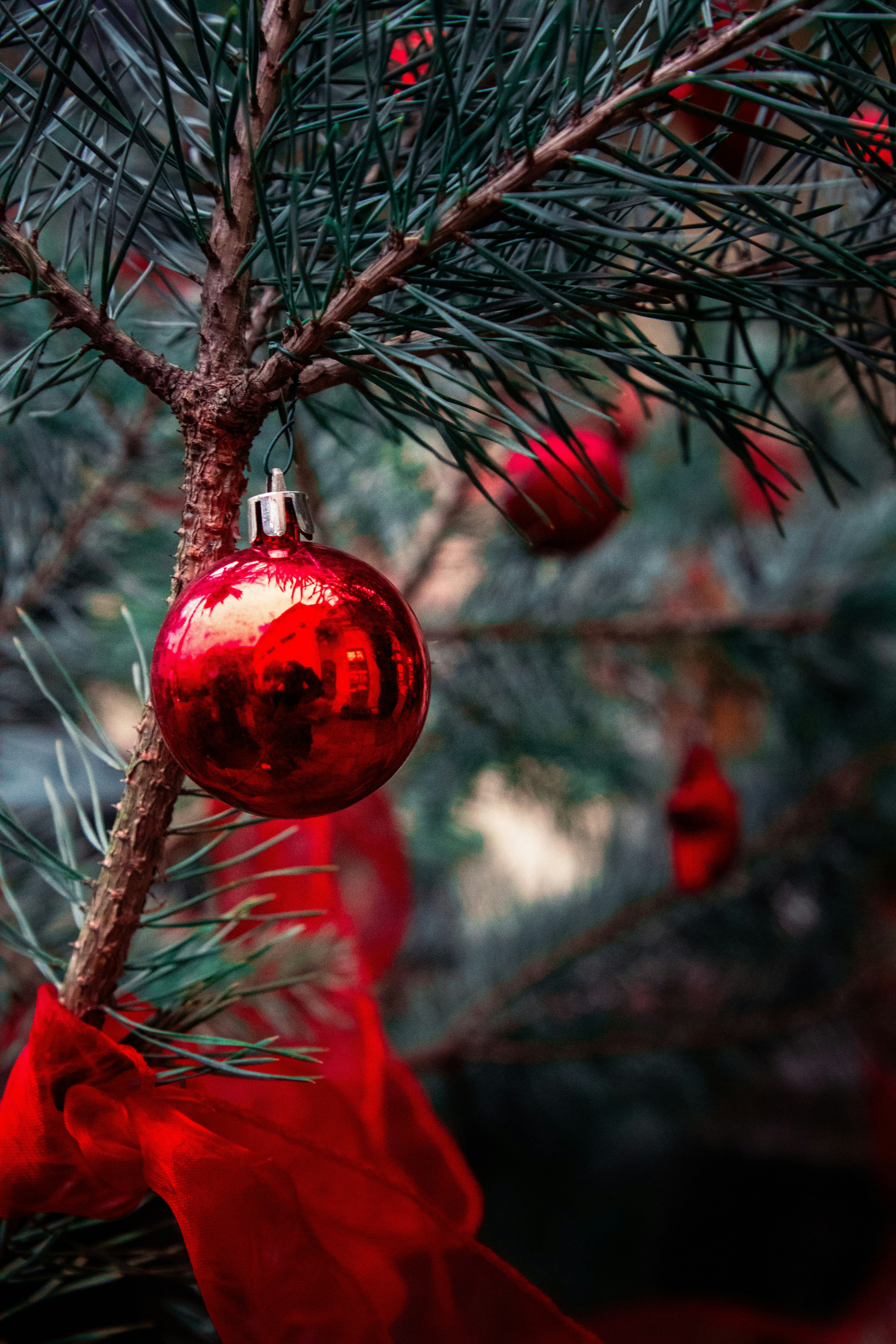 Adornos navideños rojos en una rama de pino.