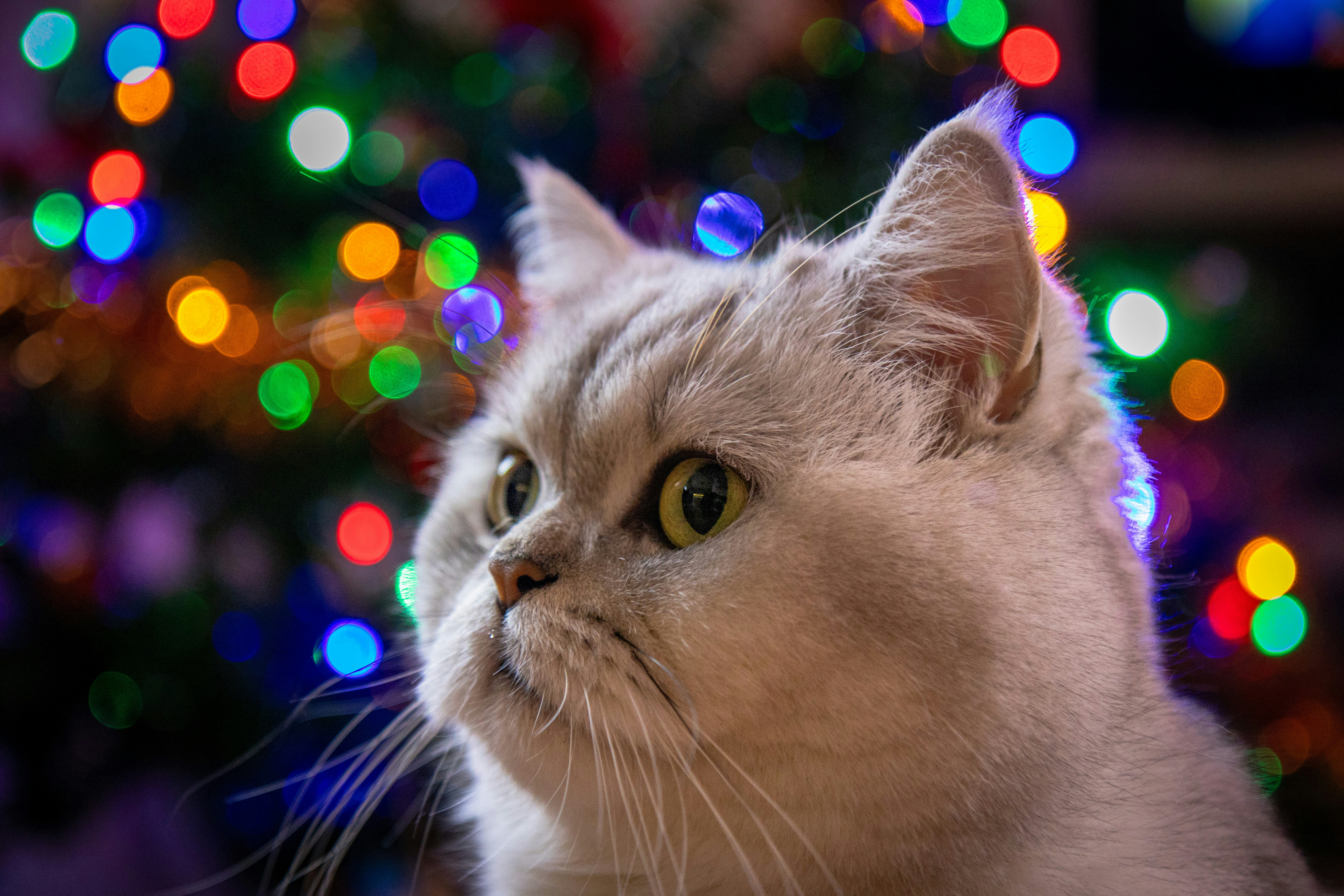 Un gato esponjoso mira hacia un lado con luces bokeh.