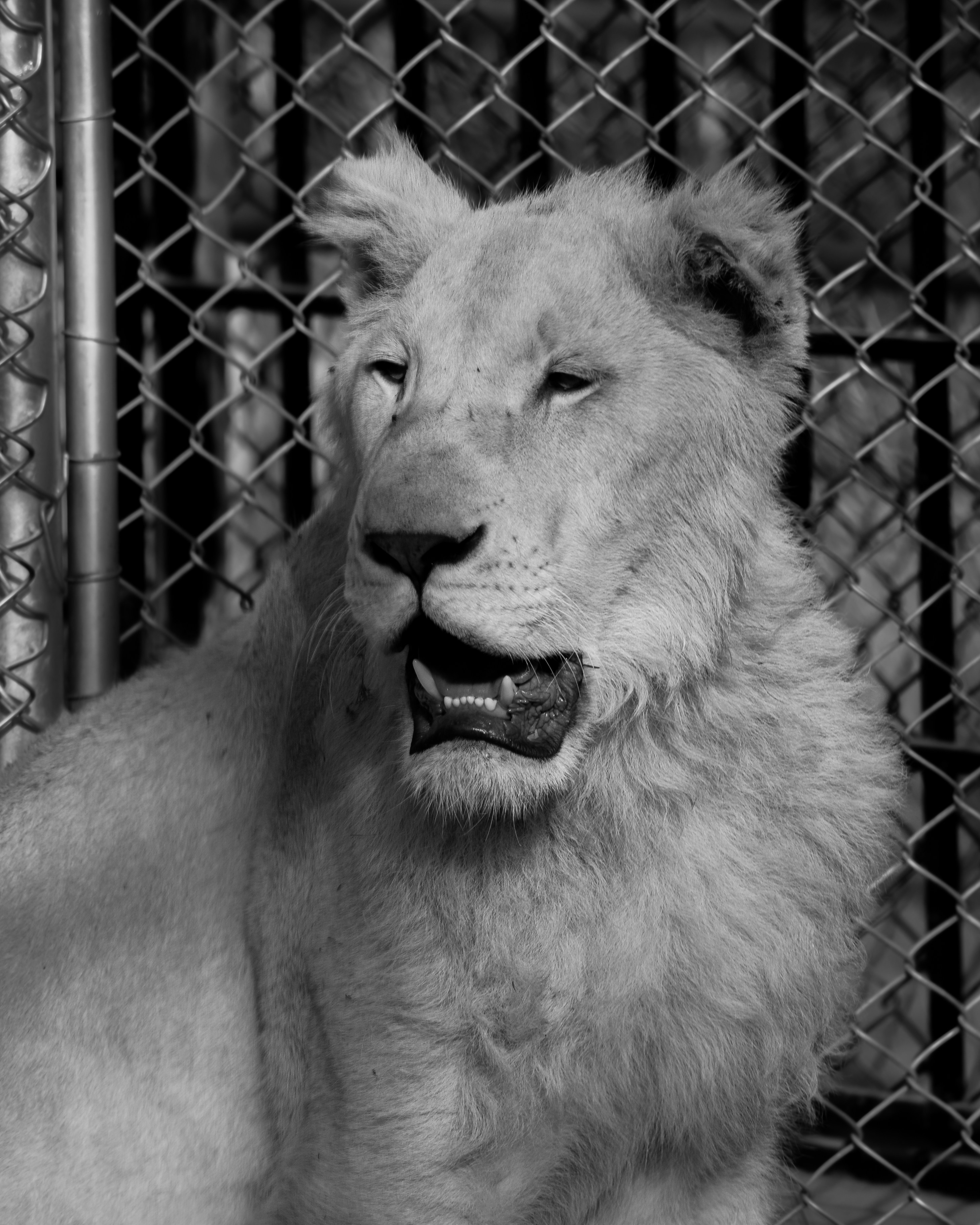 A white lion behind a chain-link fence