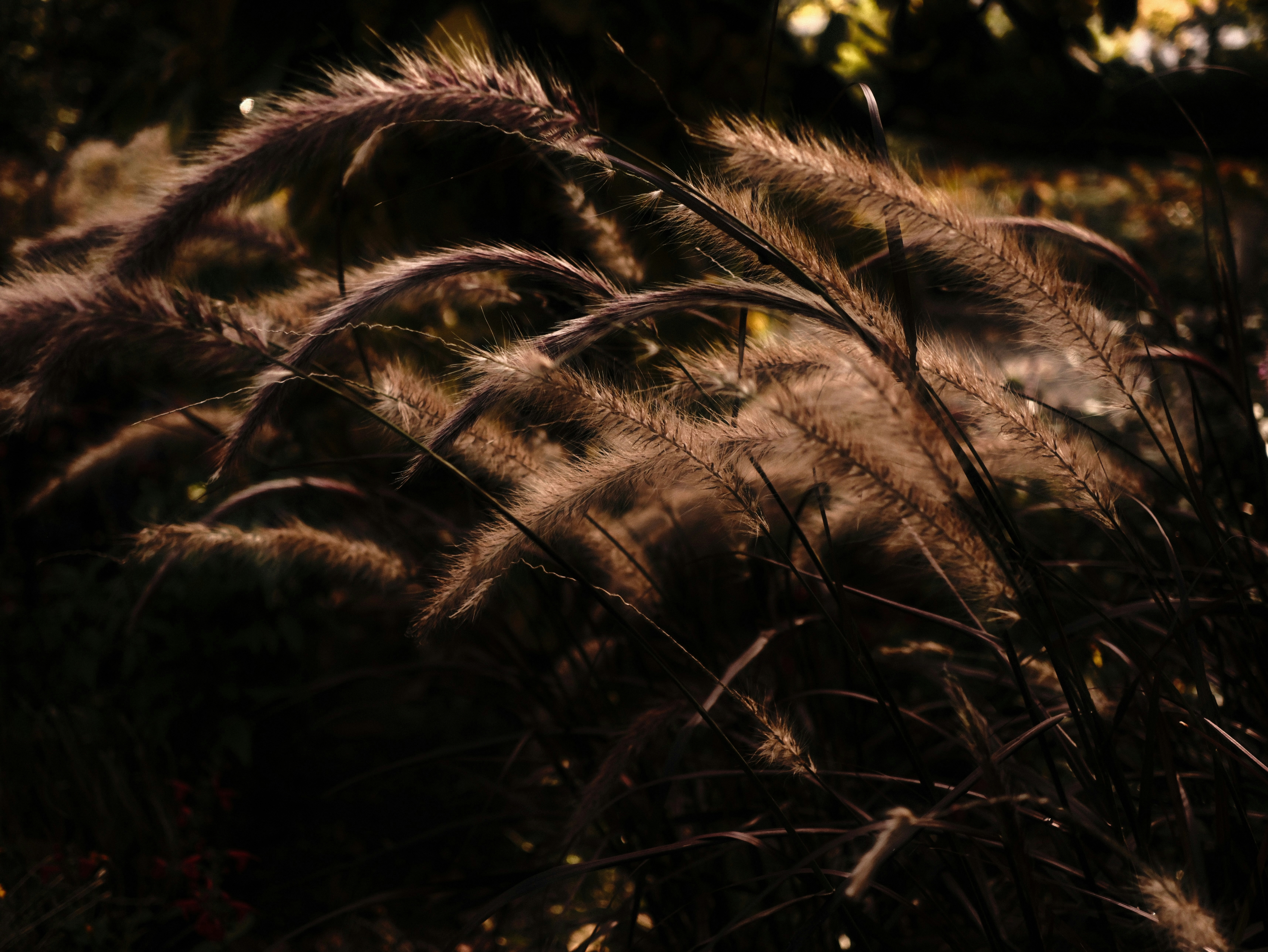 Hierba ornamental alta que se mecía con la brisa