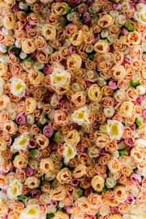 A dense wall of small, pastel-colored roses.