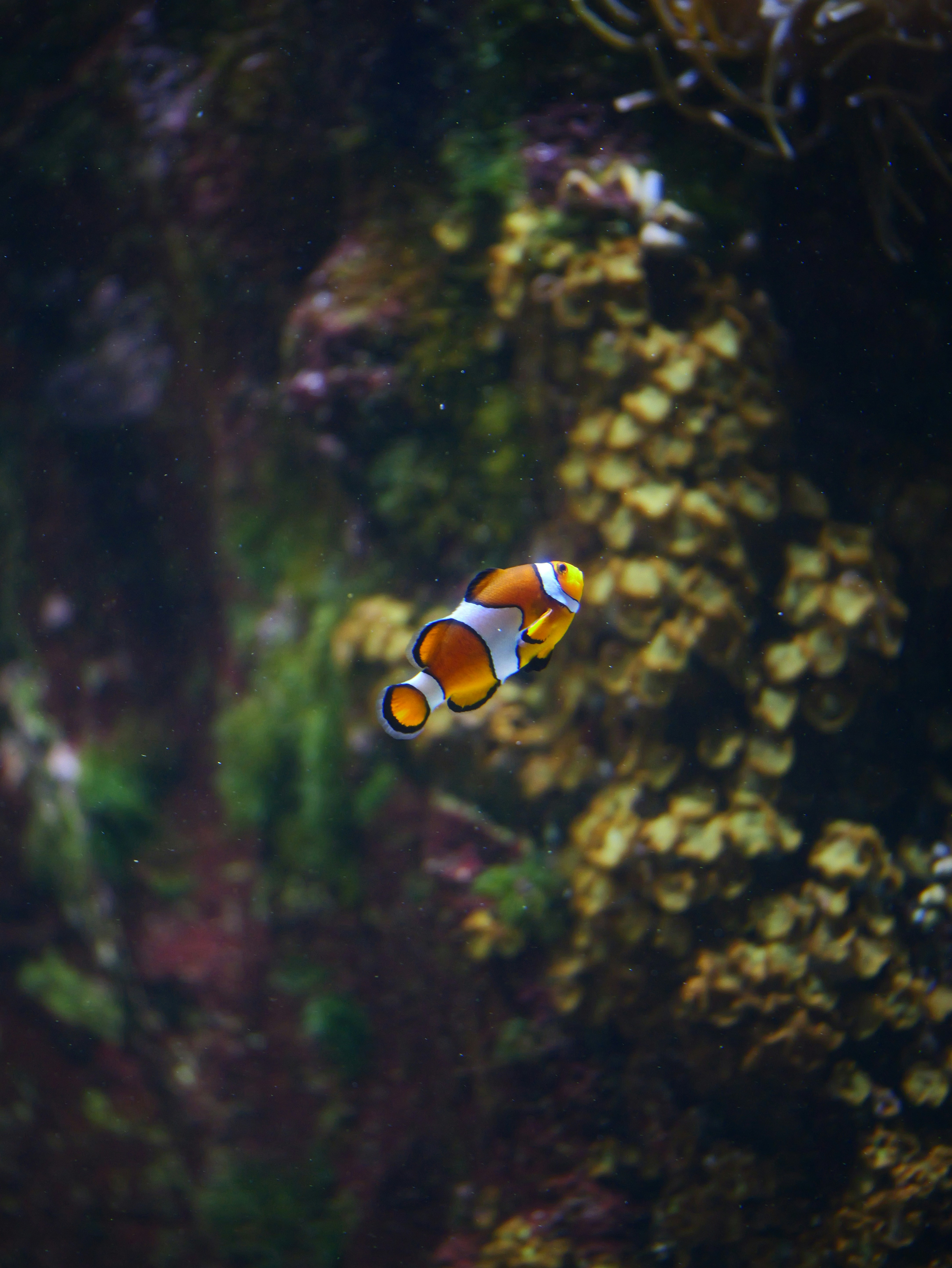 A clownfish swims near colorful coral in an aquarium.