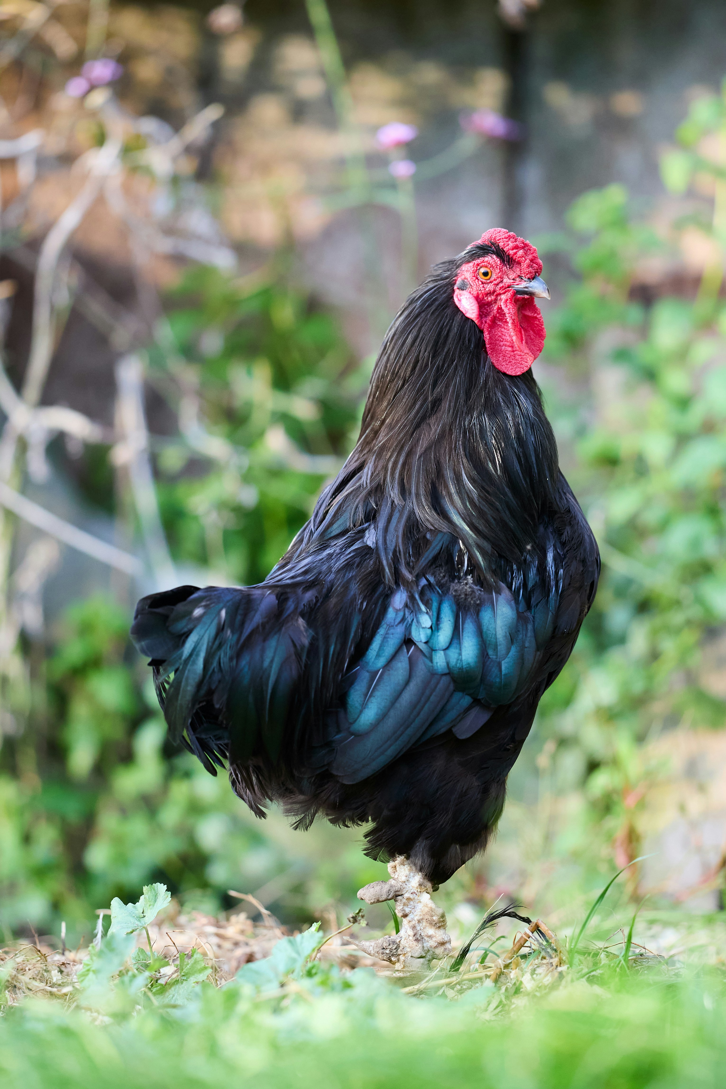 Photo by erwinbosman