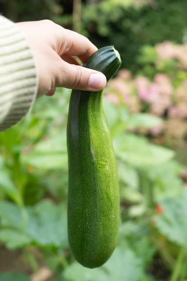 Zucchini in a home garden