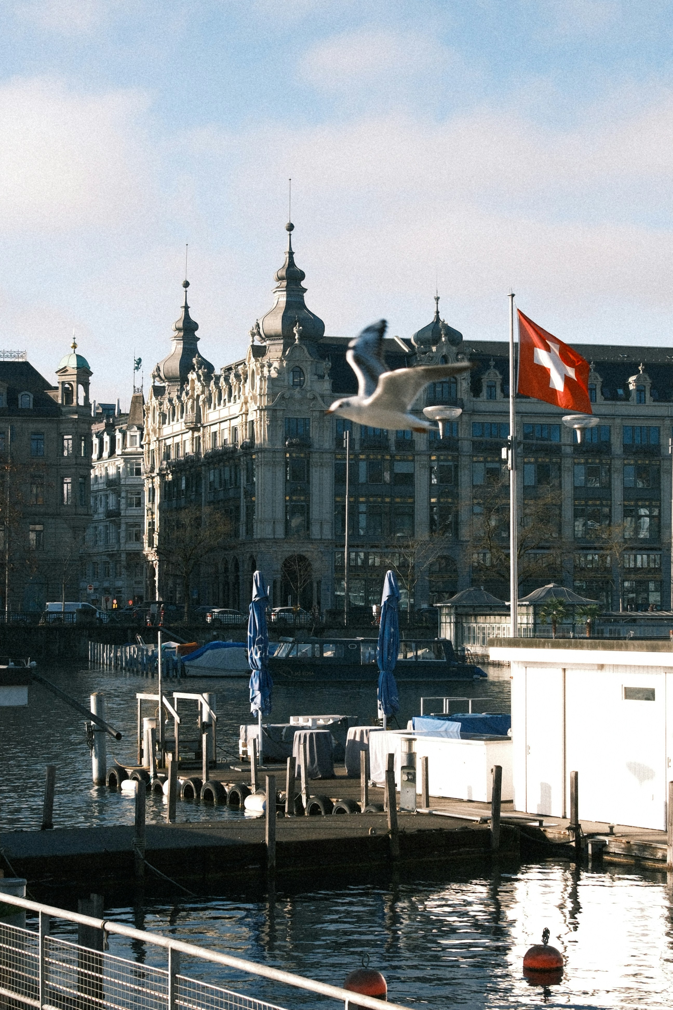 Mouette volant au-dessus d’un port sous pavillon suisse.