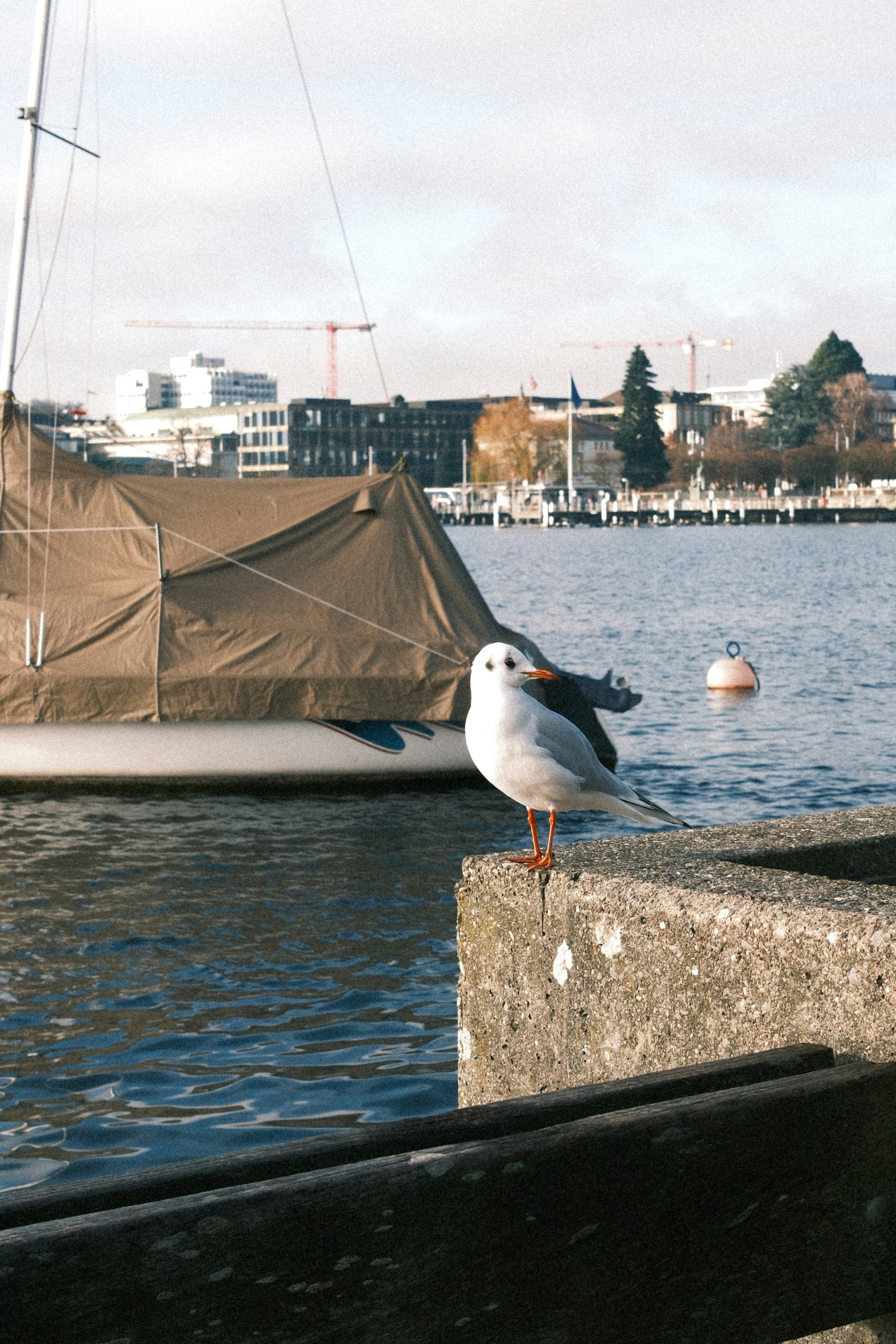 Une mouette perché sur une corniche en béton au bord de l’eau.