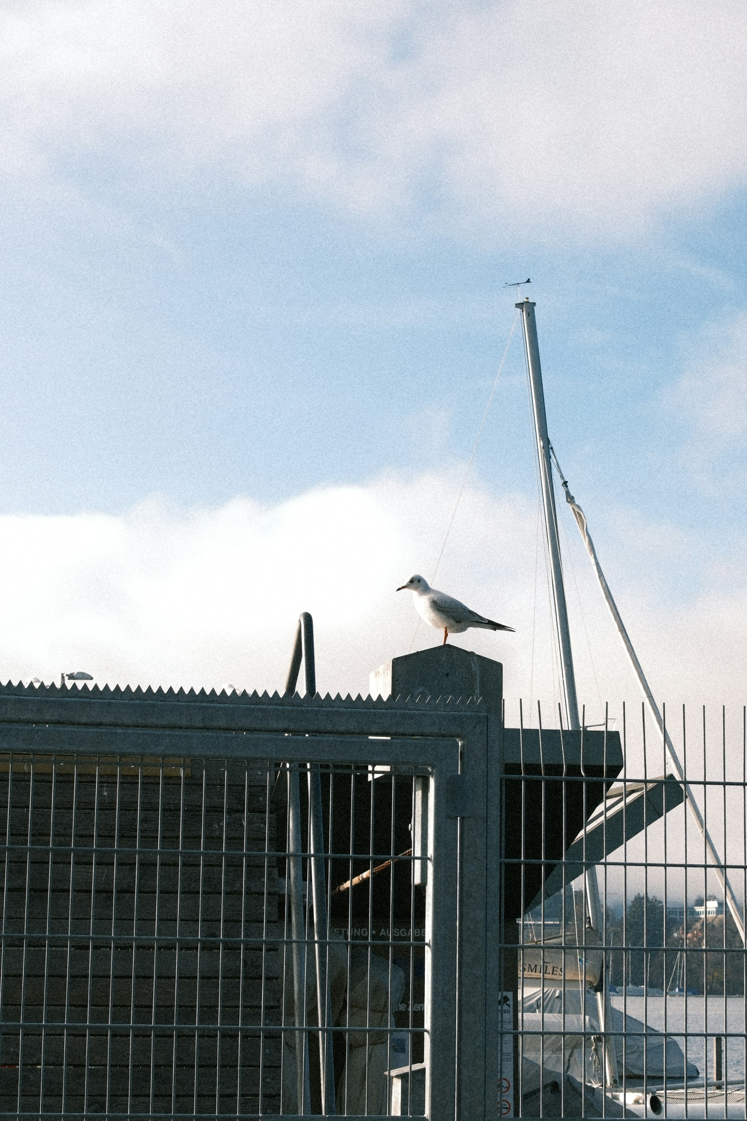 Une mouette perchée sur un poteau de clôture en métal.