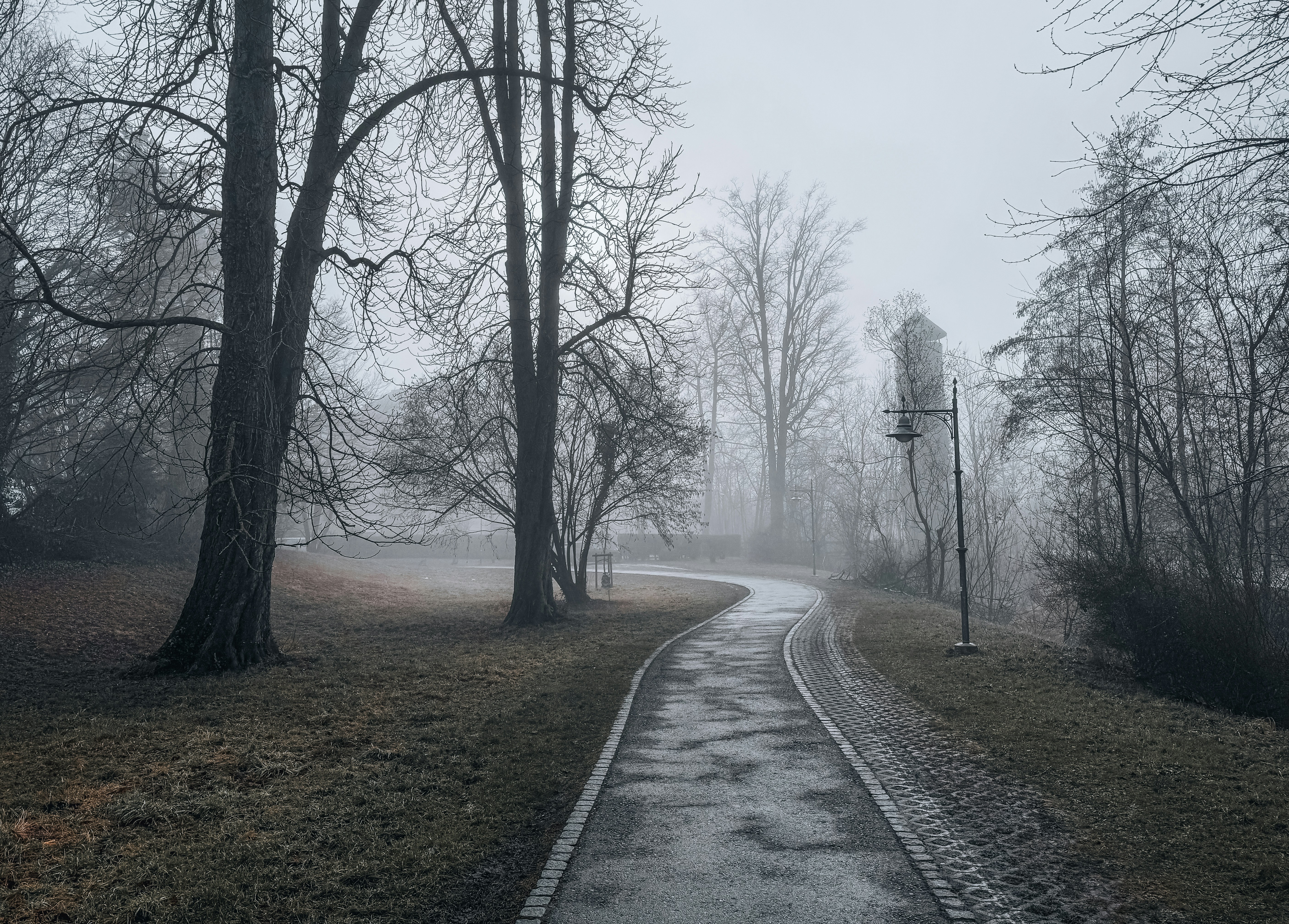 A winding path through a foggy, bare trees park.
