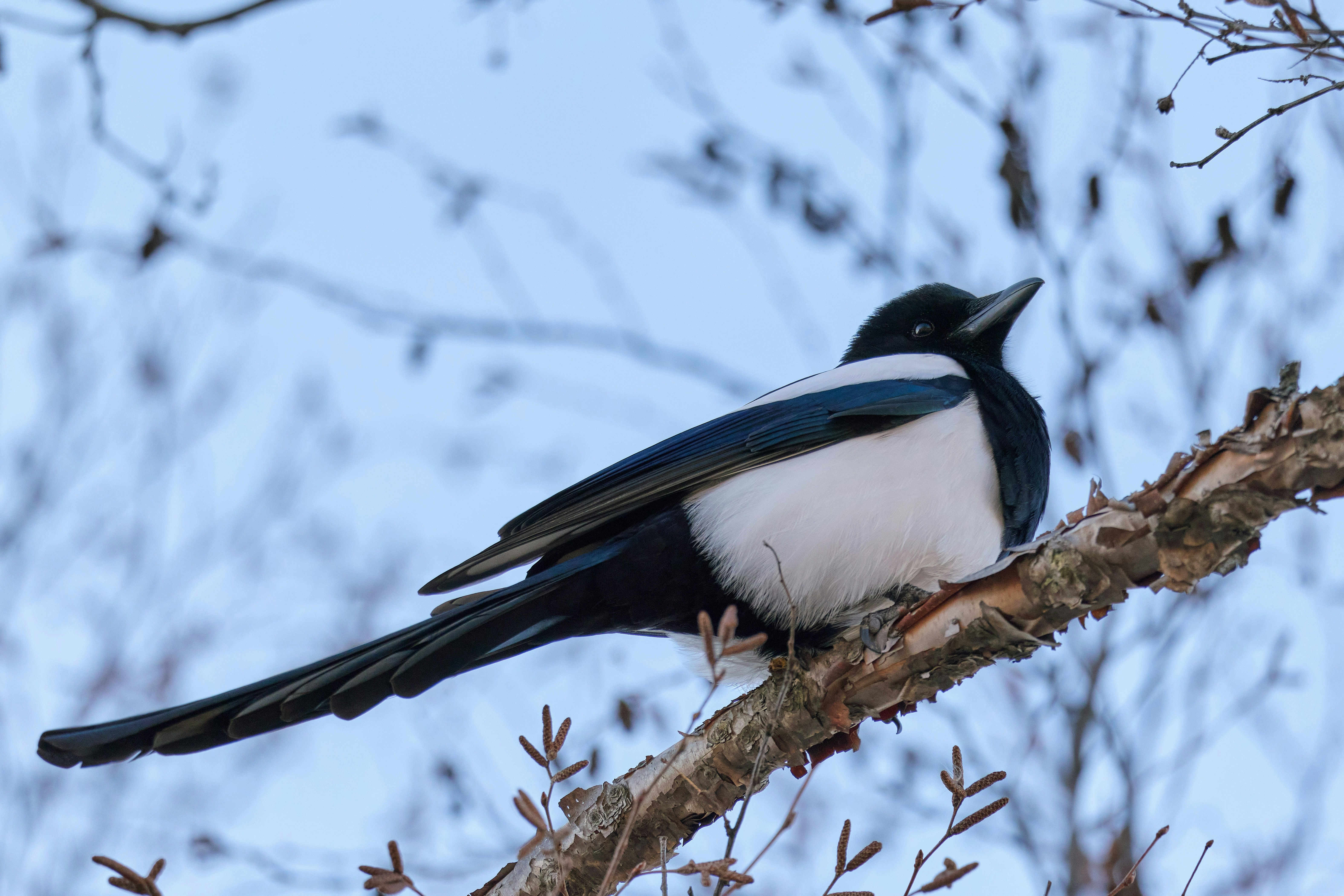 木の枝に止まる黒と白のカササギ。