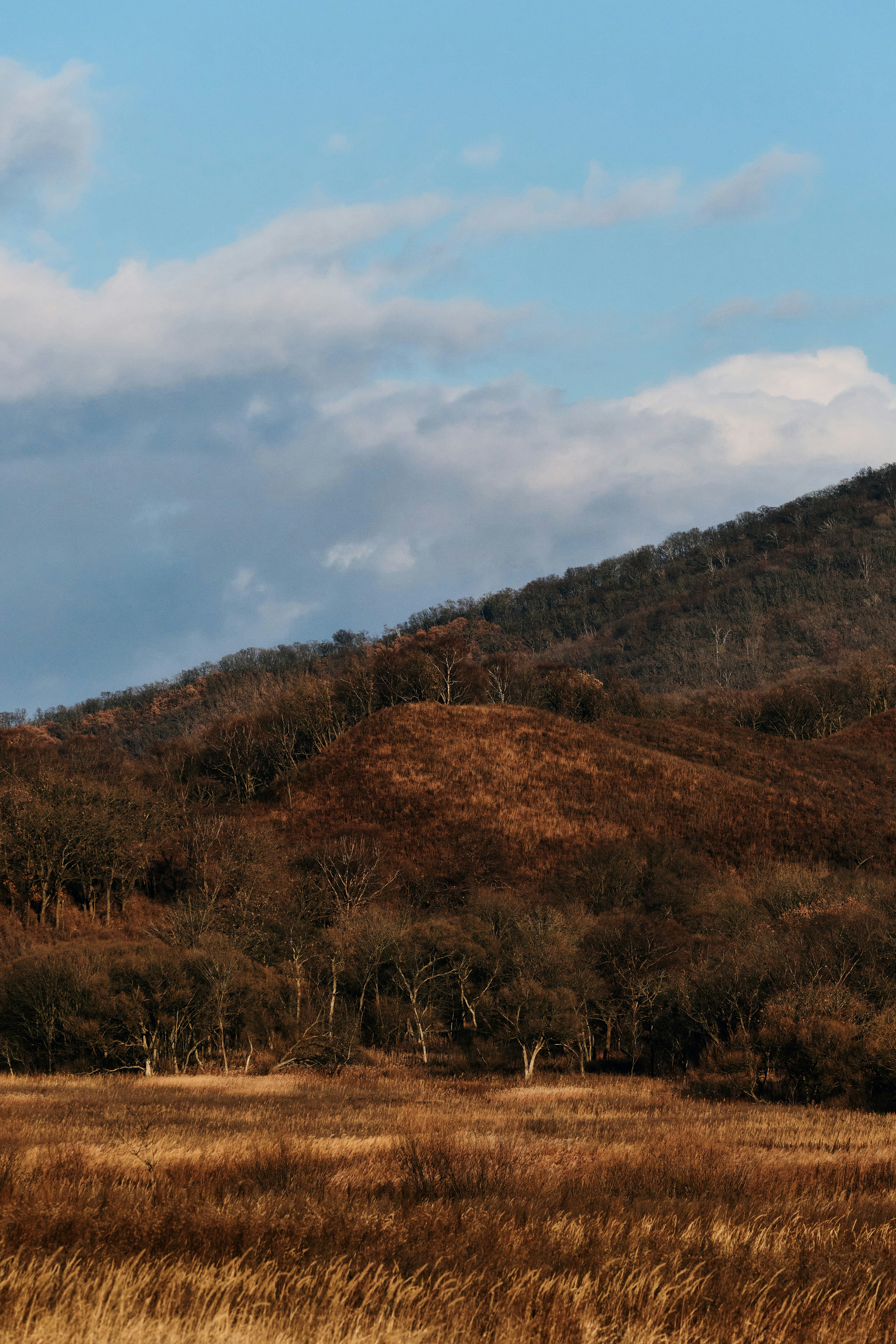 曇り空の下、草むらの丘の上の不毛の木々
