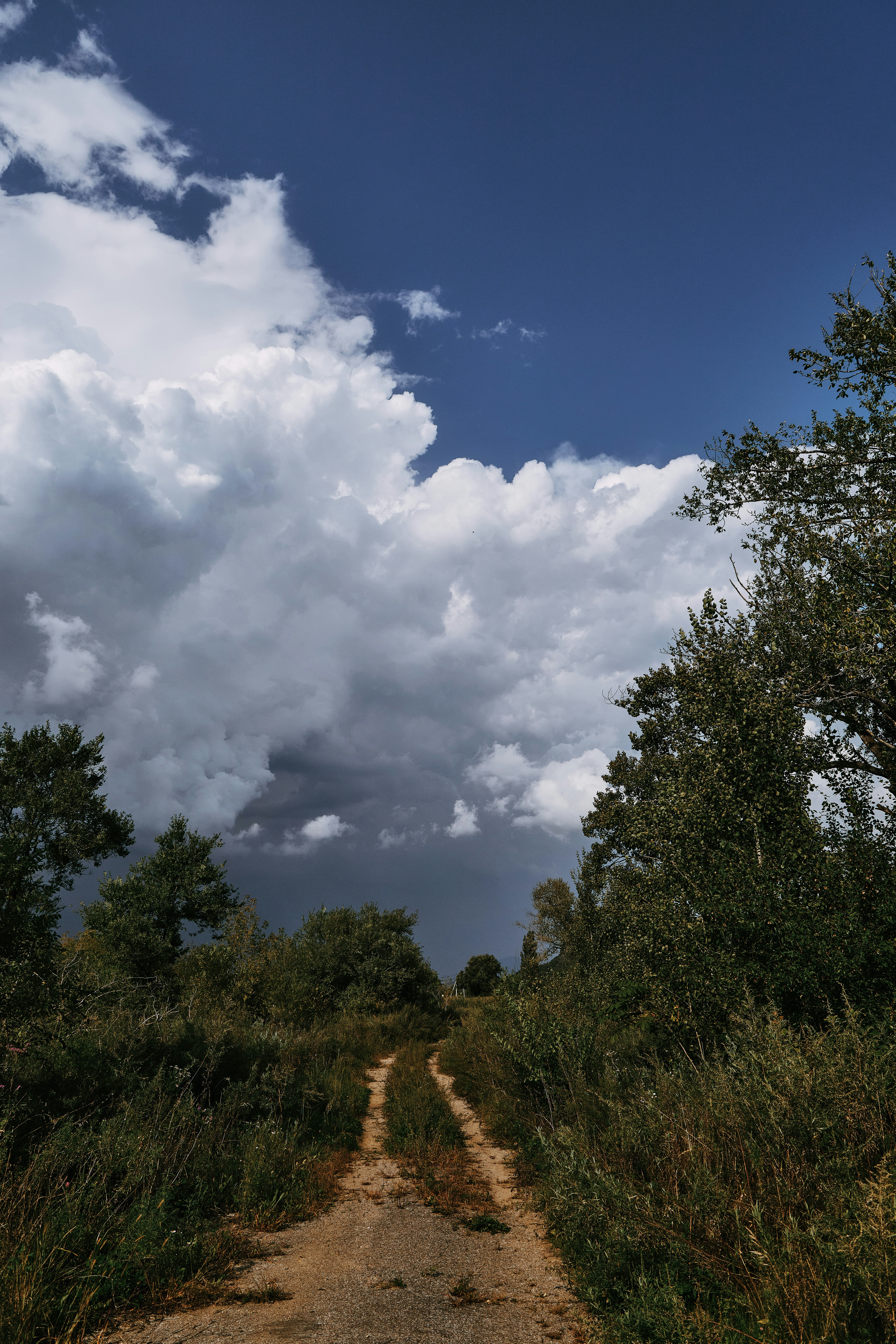 草むらの中を荒れ果てた土の道が嵐の雲へと向かう。