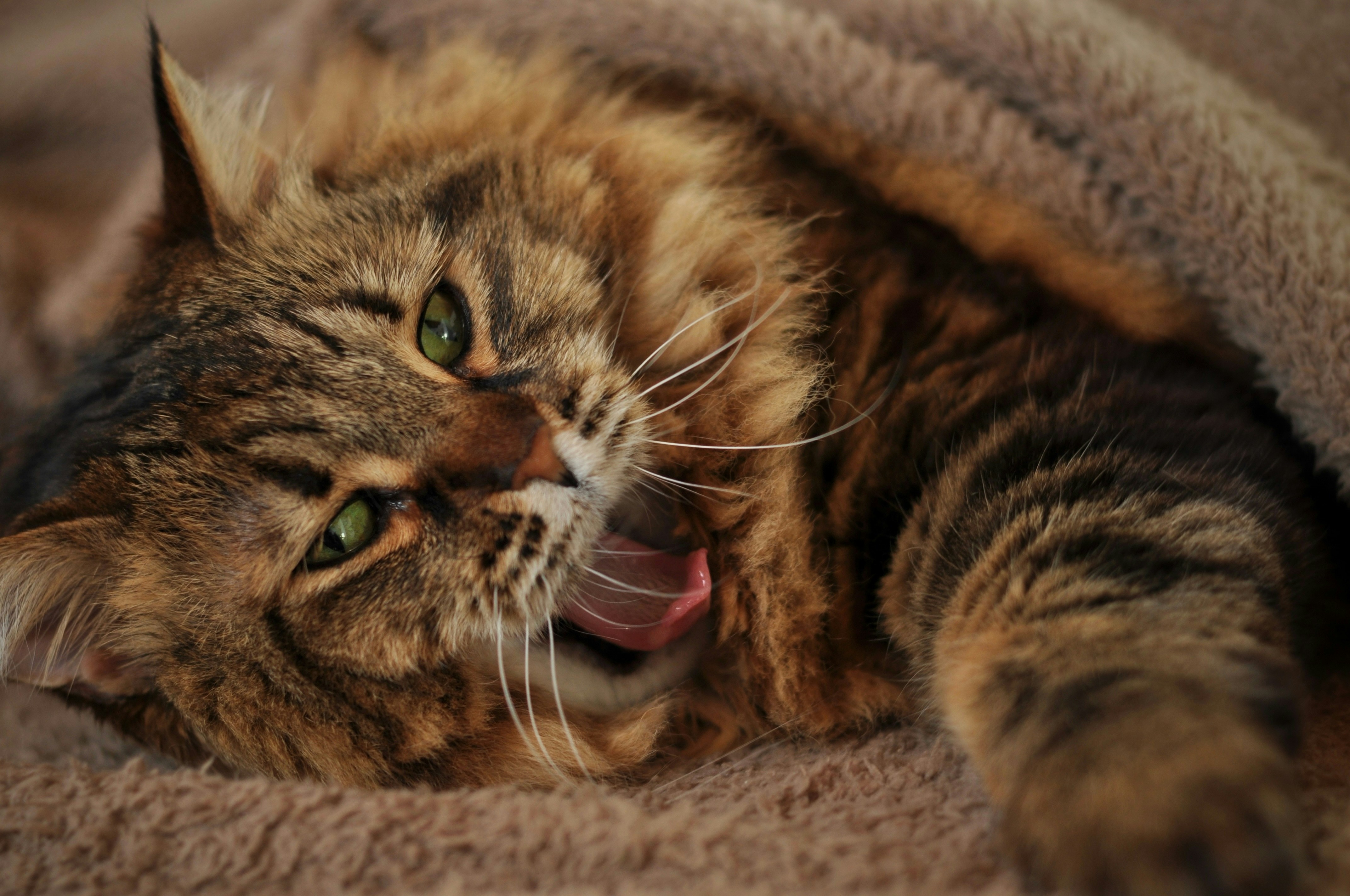 A fluffy brown cat with green eyes yawns widely.