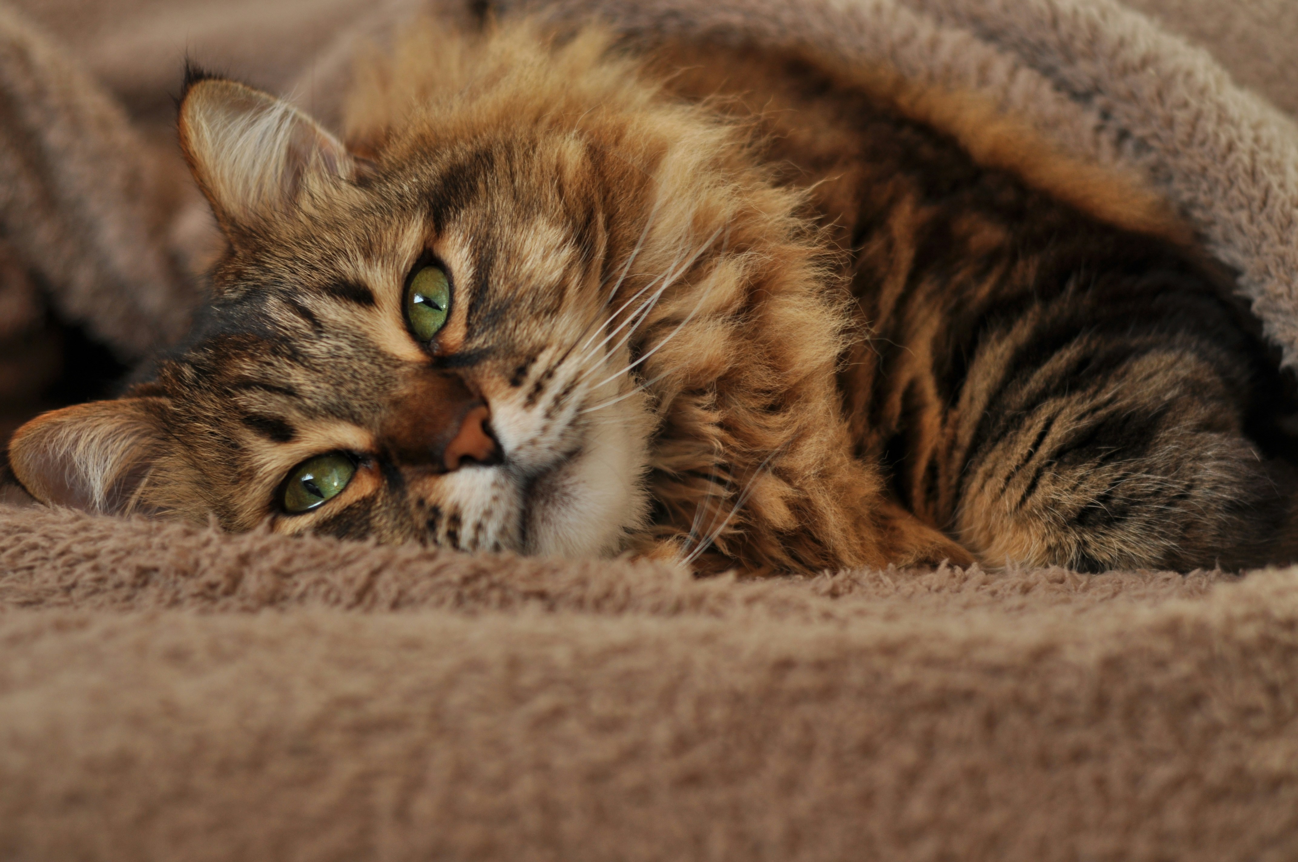 Photo by gorchinska88