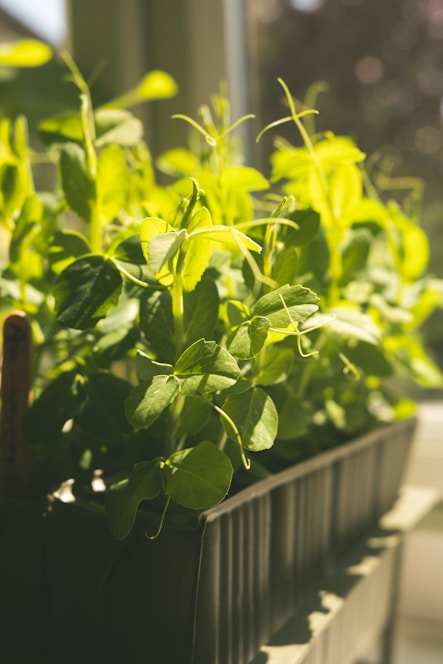 Young pea plants growing in a planter by the window.