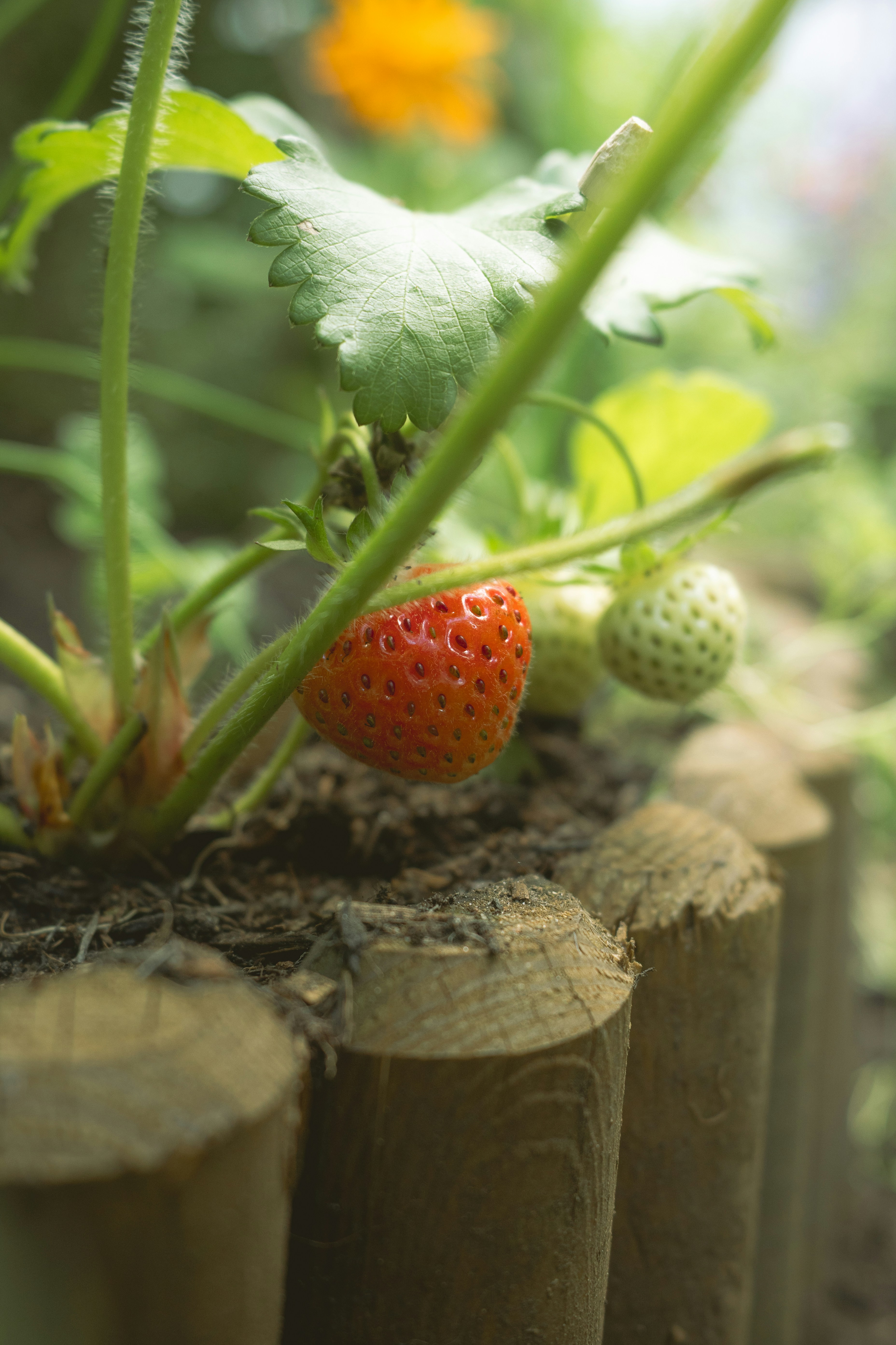 A ripe strawberry grows on a plant in a garden.